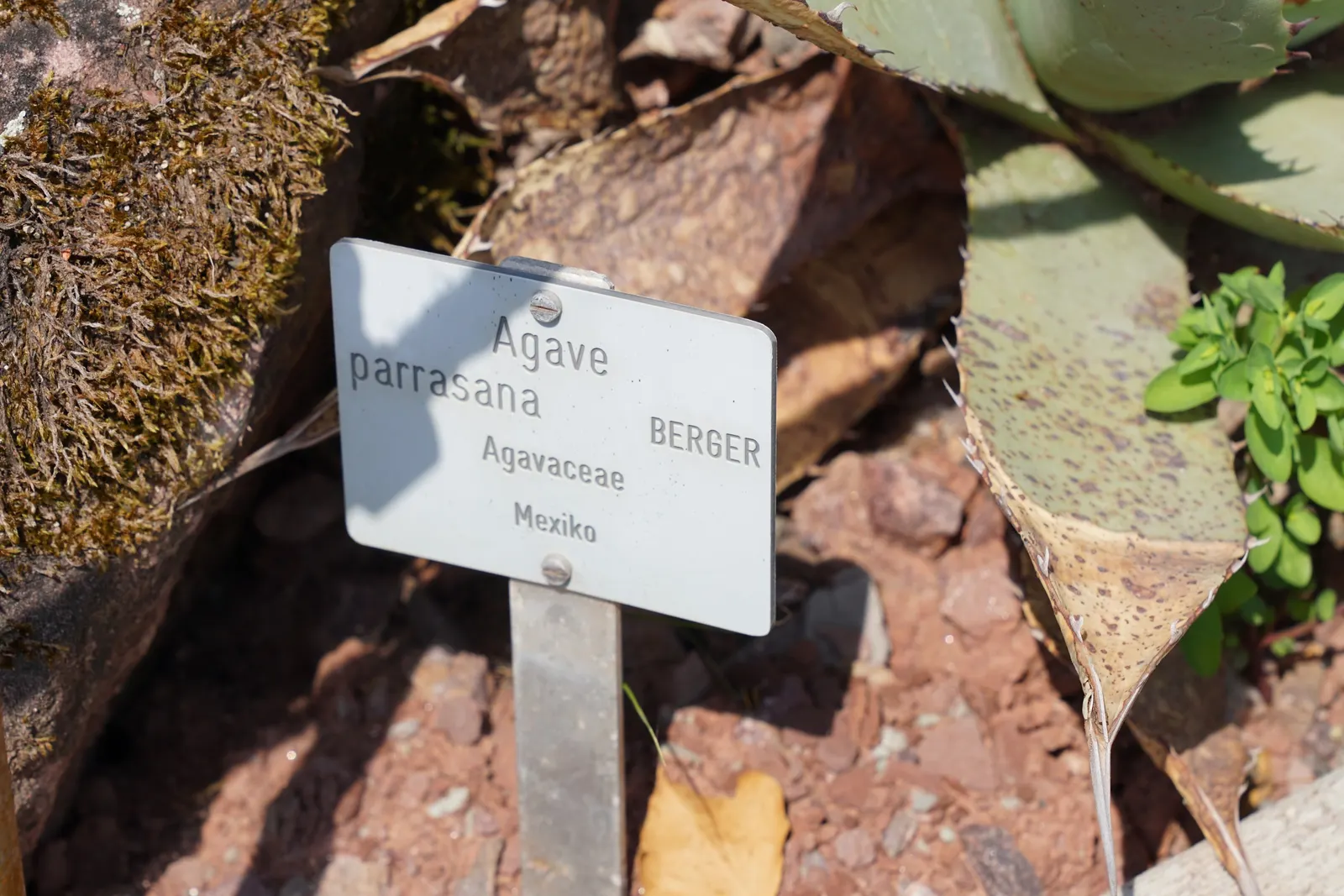 Colorata Agave (Agave Colorata) — Each leaf, reaching up to 20 inches in length, boasts pronounced imprints and robust spines along its margins; cold hardiness