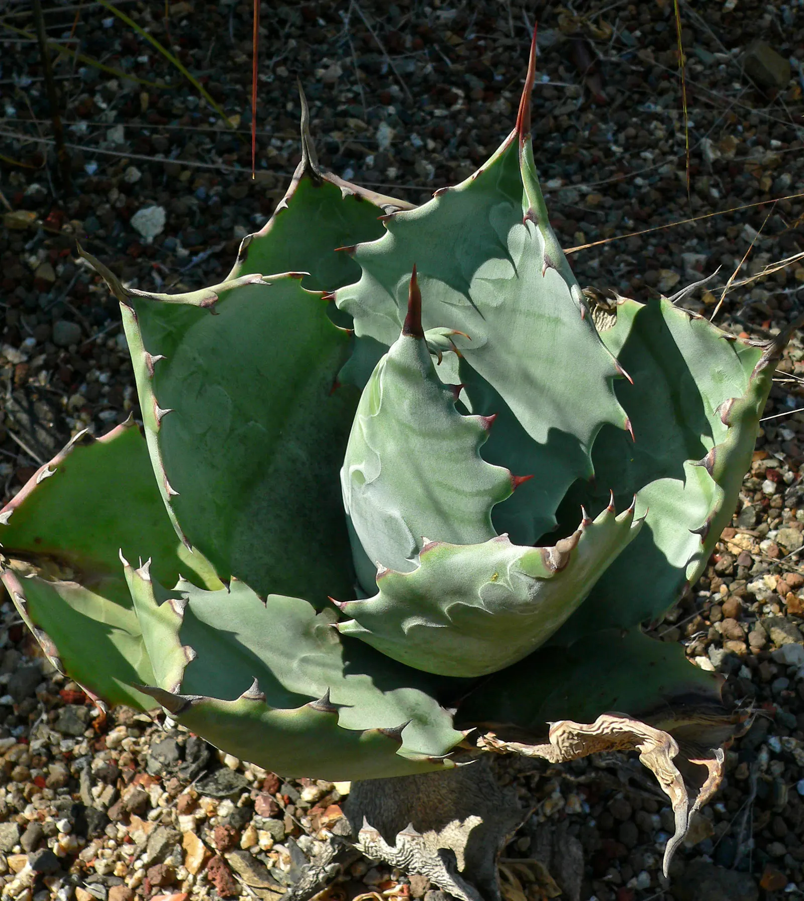 Colorata Agave (Agave Colorata) — This striking display is adorned with yellow blossoms that attract a variety of pollinators