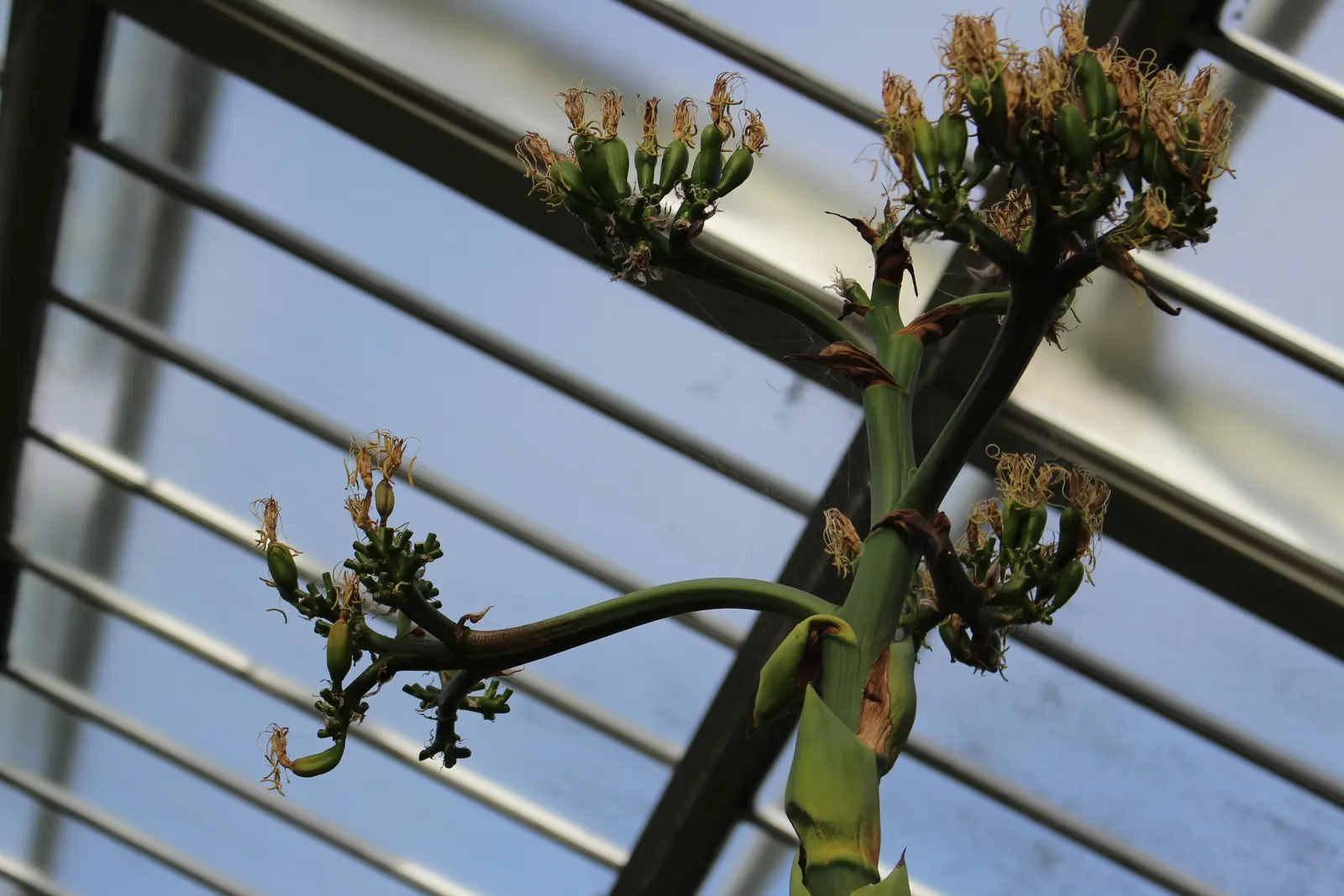 Colorata Agave (Agave Colorata) — each leaf ends in a prominent; each leaf, reaching up to 20 inches in length, boasts pronounced imprints and robust spines