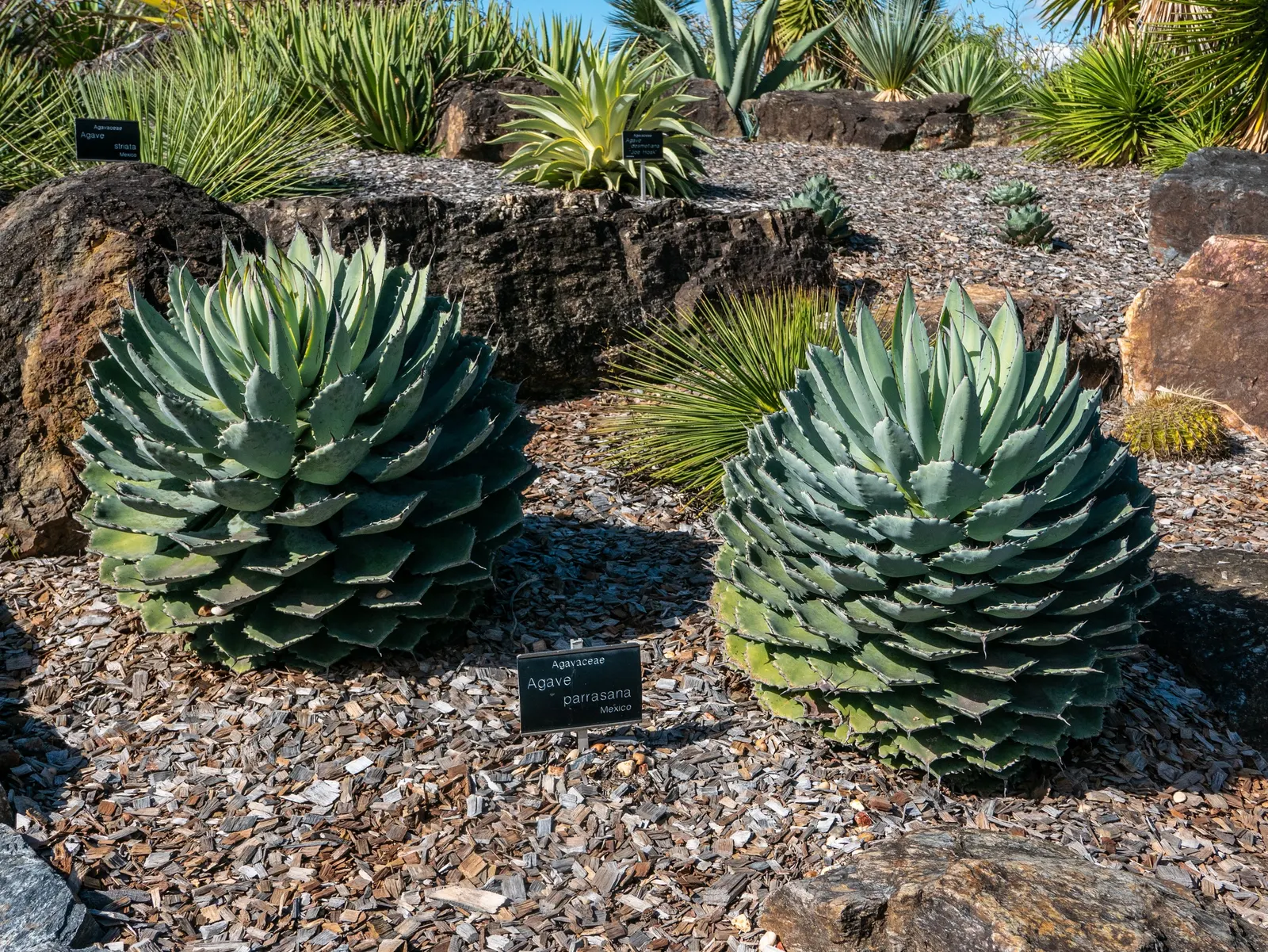 Colorata Agave (Agave Colorata) — each leaf ends in a prominent