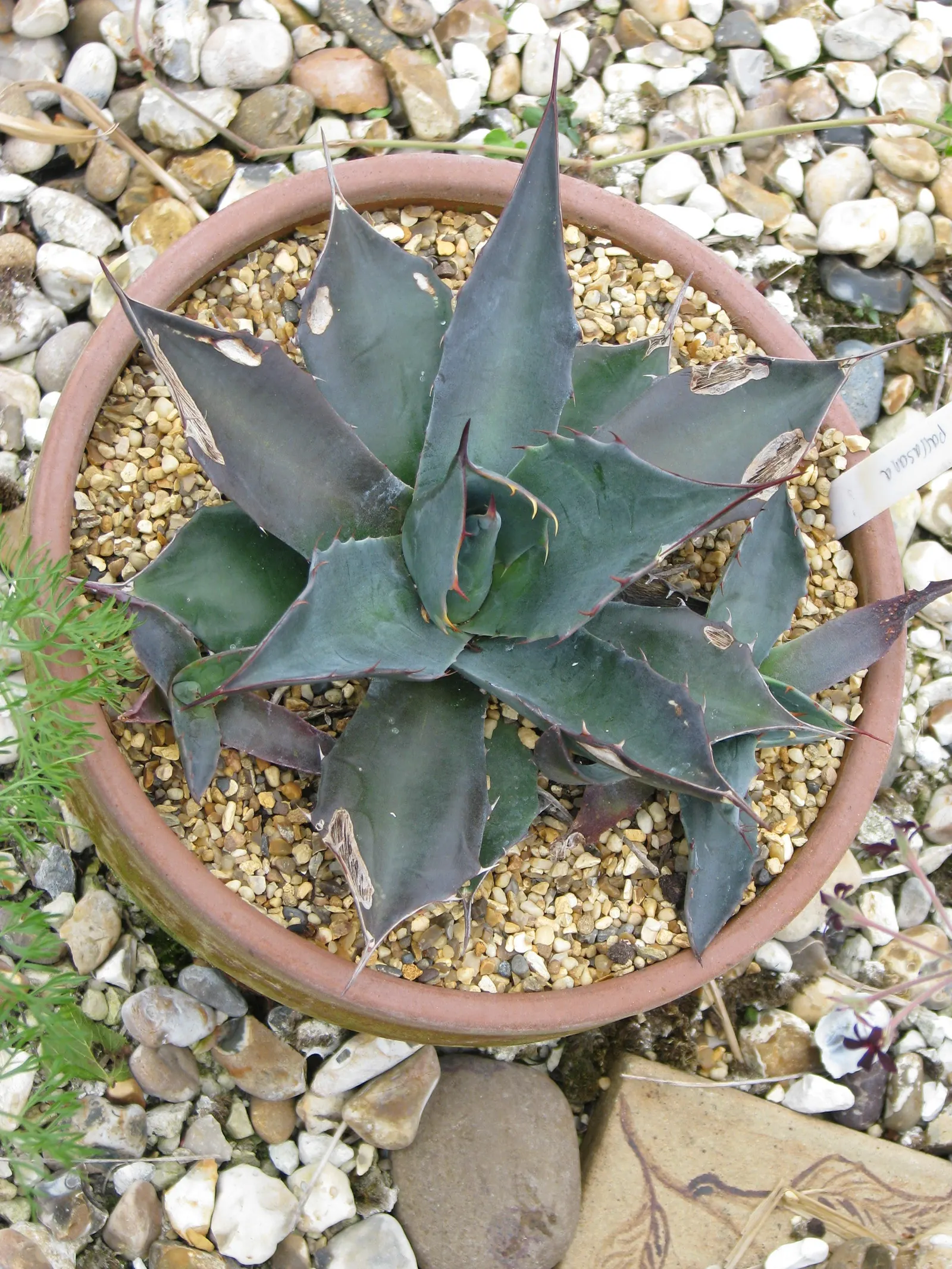 Colorata Agave (Agave Colorata) — adding unique texture and a rugged aesthetic to xeriscapes