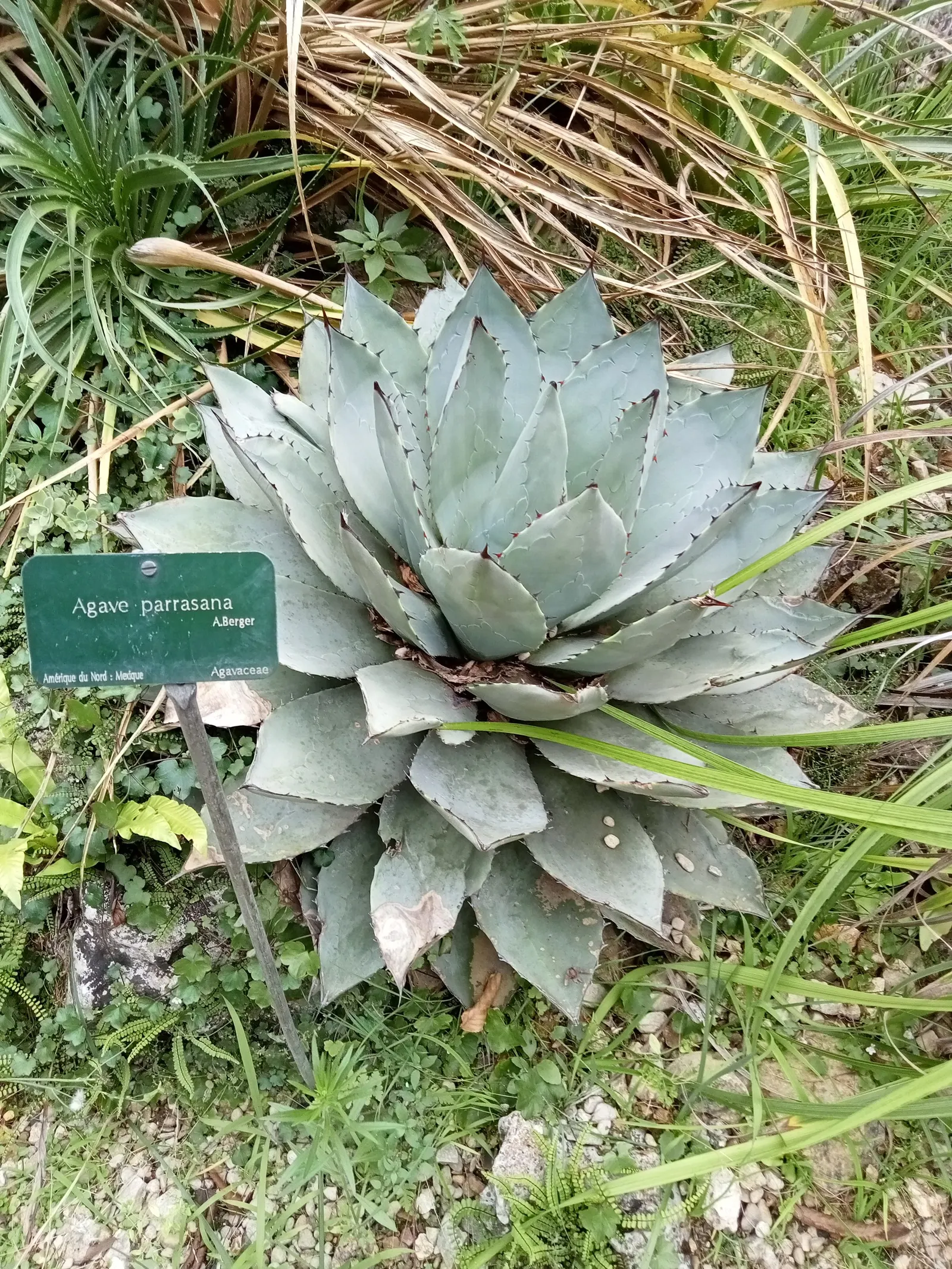Colorata Agave (Agave Colorata) — succulent with purple and red and yellow blooms