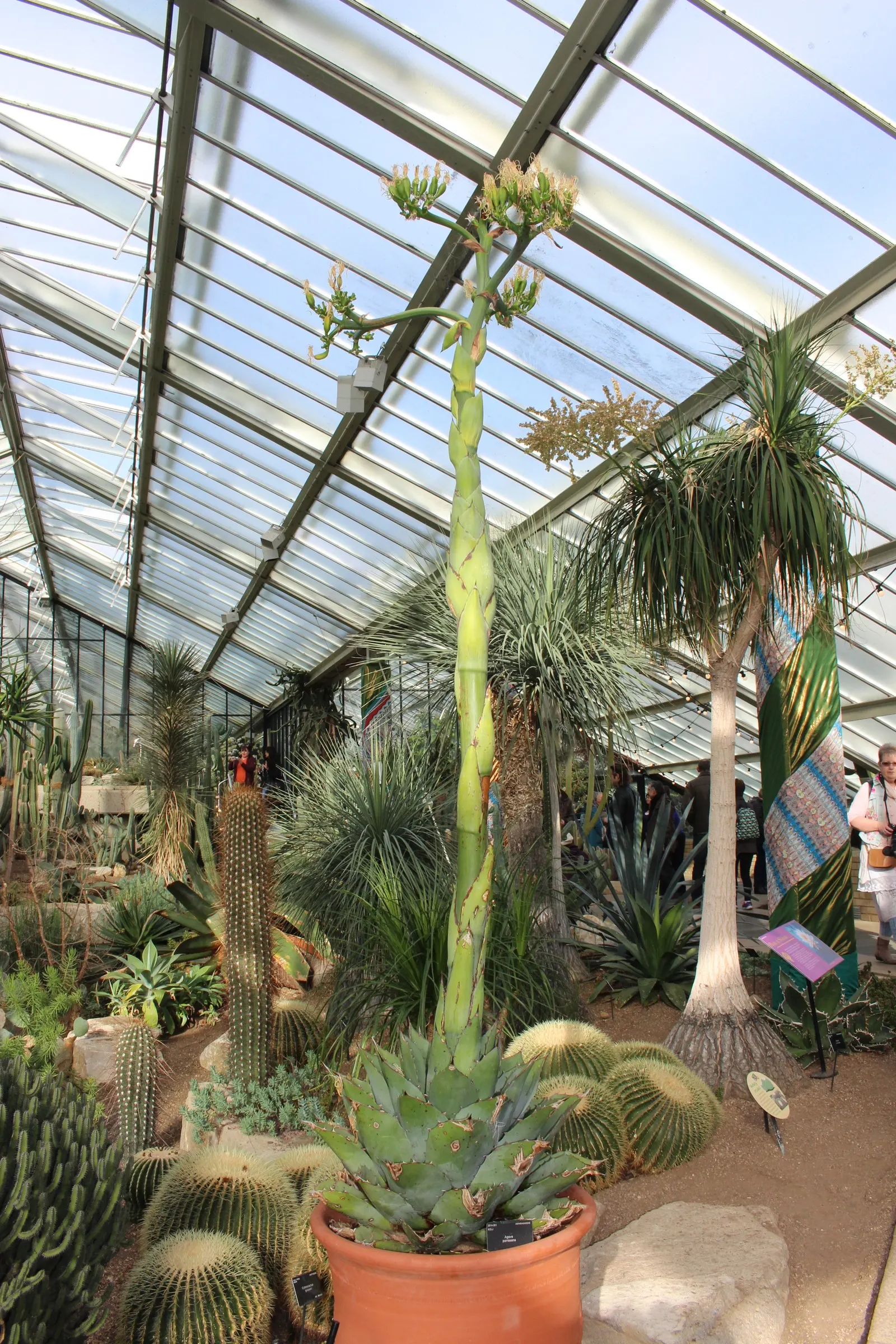 Colorata Agave (Agave Colorata) — adding unique texture and a rugged aesthetic to xeriscapes; dark terminal spine that can reach up to 1.5 inches