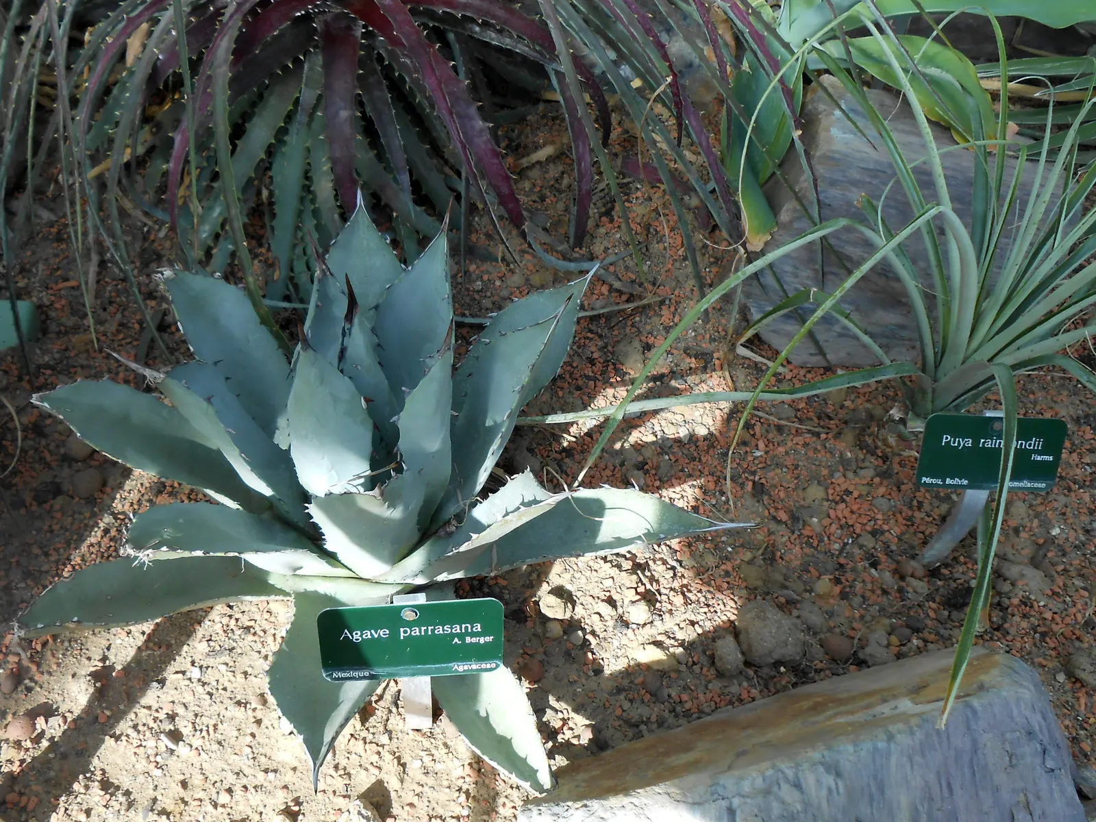 Colorata Agave (Agave Colorata) — Cold hardiness is generally rated for USDA zones 8 to 11