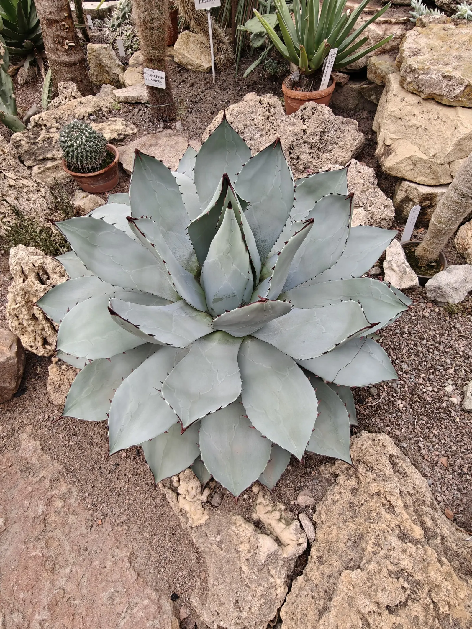 Colorata Agave (Agave Colorata) — with pronounced leaf impressions and a striking; it's best to situate this plant in areas that mimic its natural habitat