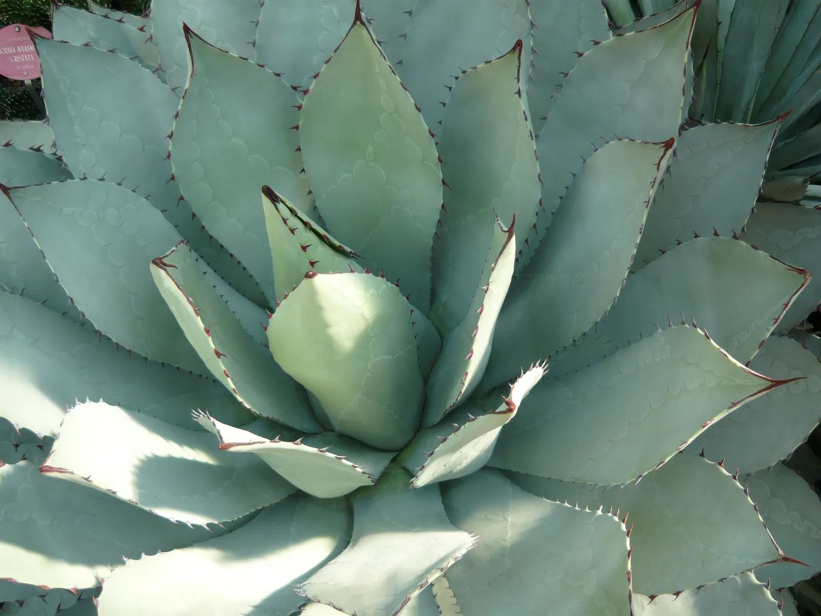 Colorata Agave (Agave Colorata) — Thriving in zones 9-11, this slow-growing agave demands well-draining soil and full sun; succulent with purple and red and