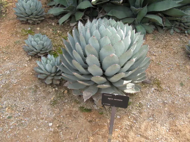 Colorata Agave (Agave Colorata) — It's best to situate this plant in areas that mimic its natural habitat