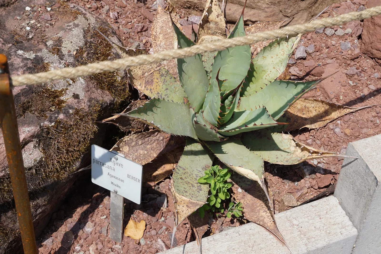 Colorata Agave (Agave Colorata) — famed for its stunning rosette of thick; often fortifying marginal spine array that adds texture and architectural interest