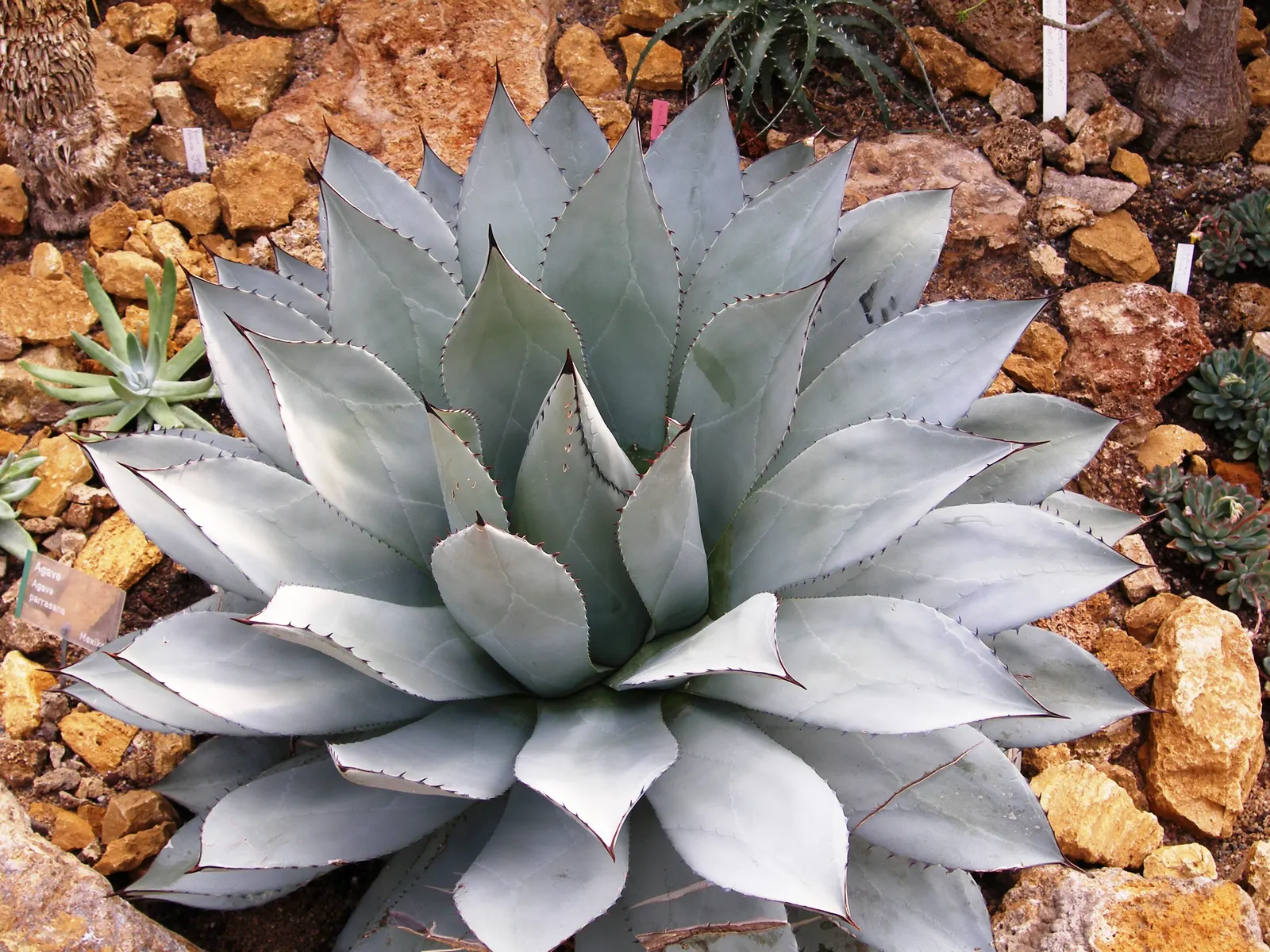 Colorata Agave (Agave Colorata) — generally over 10 years old