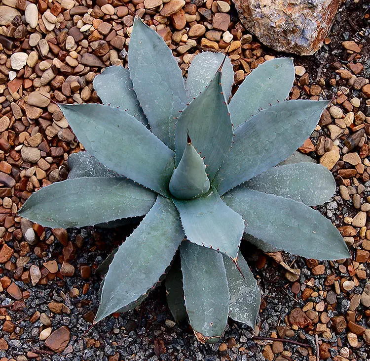 Colorata Agave (Agave Colorata) — commonly referred to as the Parrasana Agave; generally over 10 years old