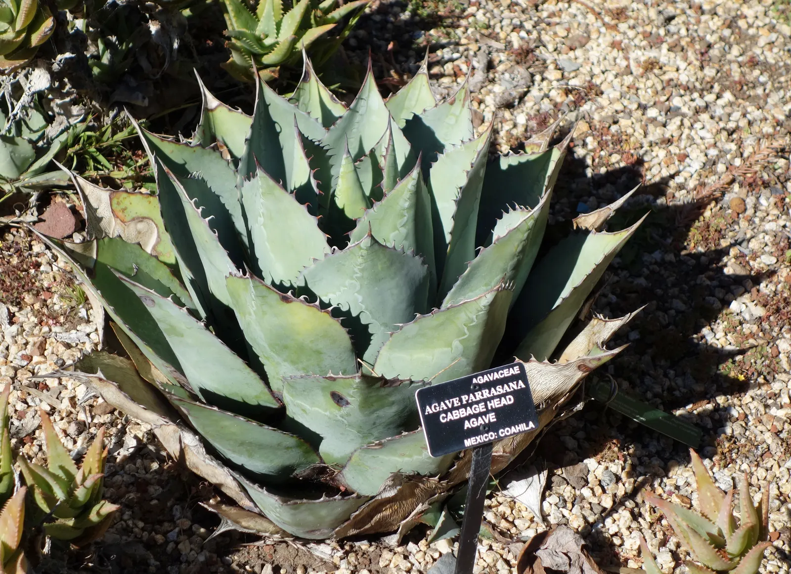 Colorata Agave (Agave Colorata) — often fortifying marginal spine array that adds texture and architectural interest; this striking display is adorned with