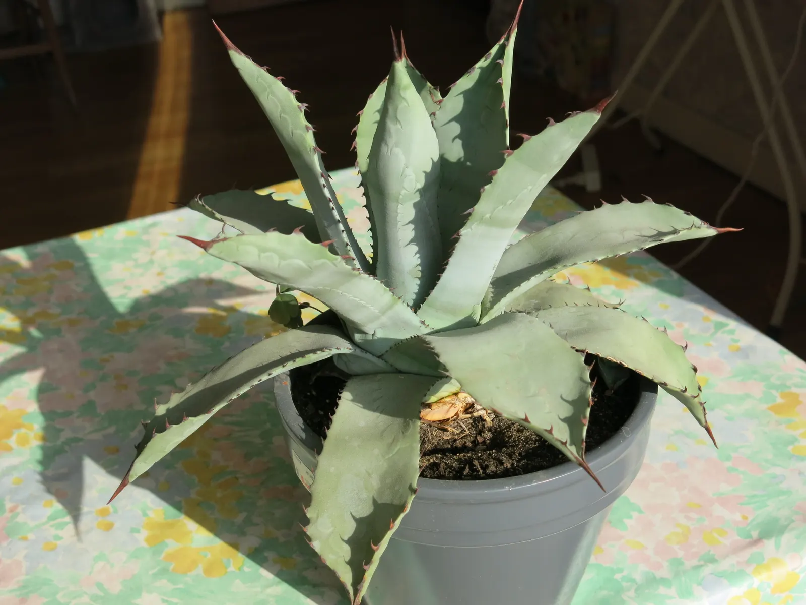 Colorata Agave (Agave Colorata) — may produce a remarkable vertical flower stalk towering up to 10 feet