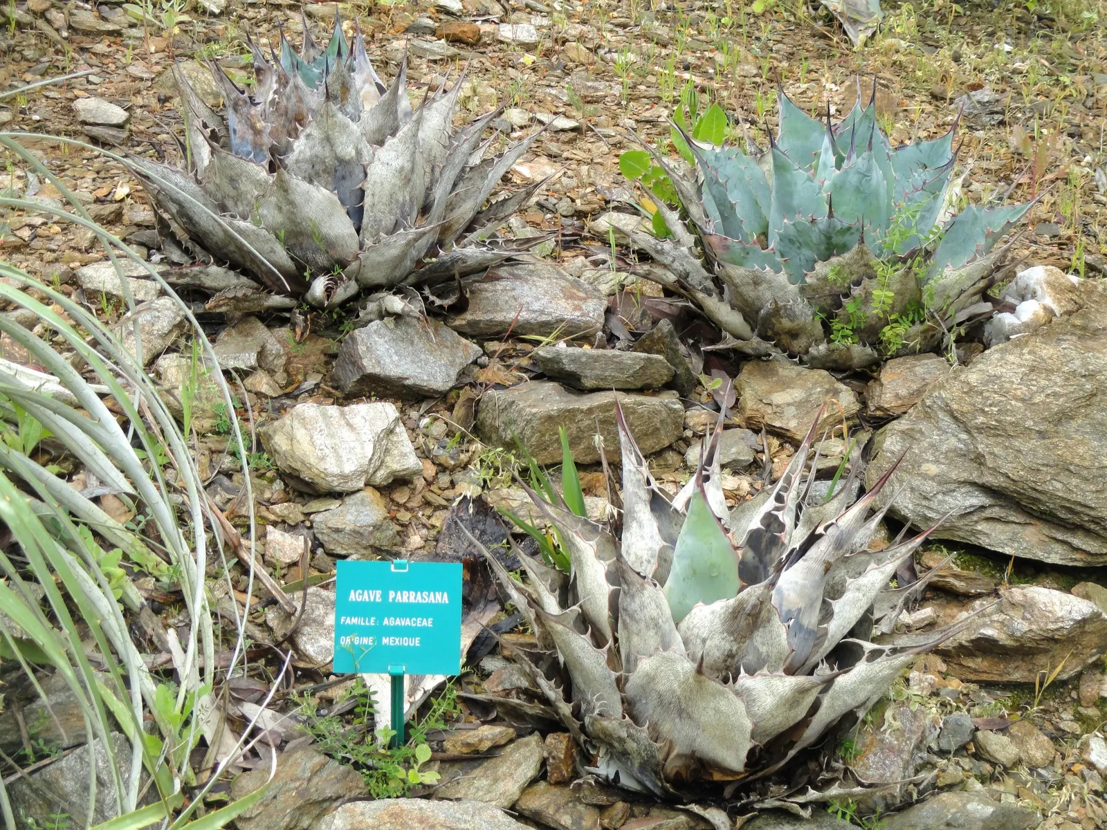 Colorata Agave (Agave Colorata) — stout leaves of this agave exhibit a beautiful blue-gray hue; is a stunning and distinctive succulent that hails from the