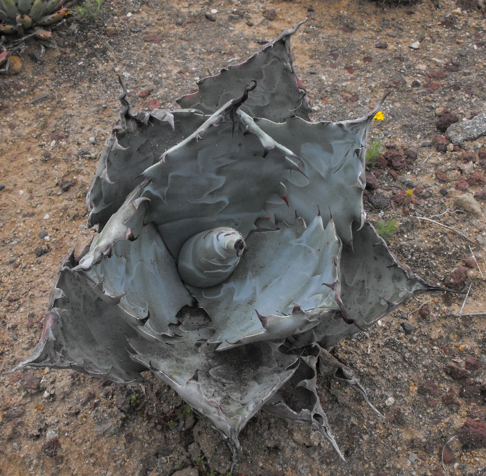 Colorata Agave (Agave Colorata) — dark terminal spine that can reach up to 1.5 inches long.<br><br>For optimal growth; with pronounced leaf impressions and a