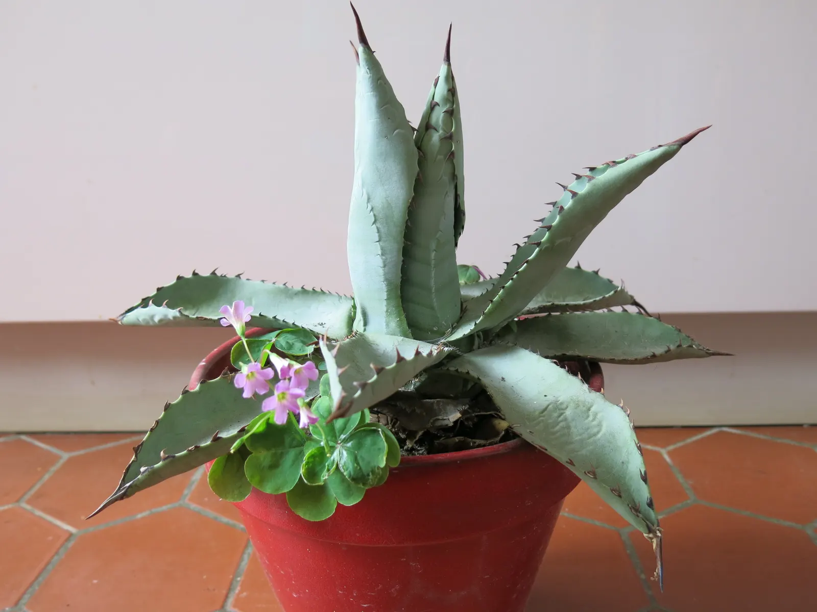 Colorata Agave (Agave Colorata) — purple and red and yellow flowers in the garden