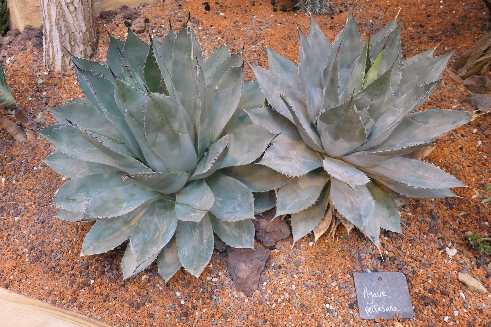 Colorata Agave (Agave Colorata) — native to Northwestern Mexico