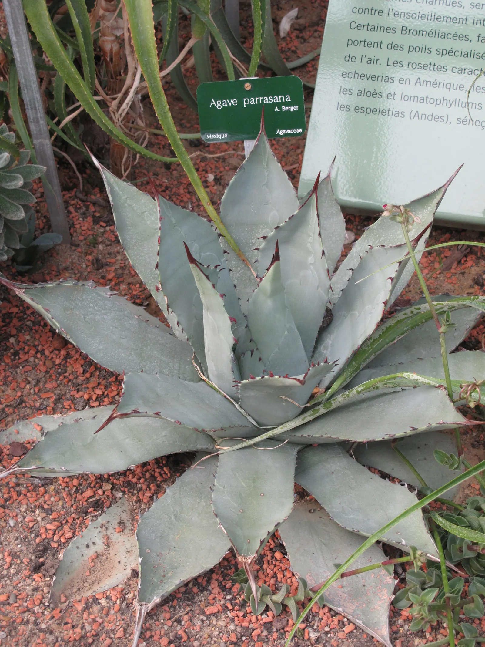 Colorata Agave (Agave Colorata) — such as rocky slopes or among boulders; it reaches a mature spread of approximately 2-3 feet