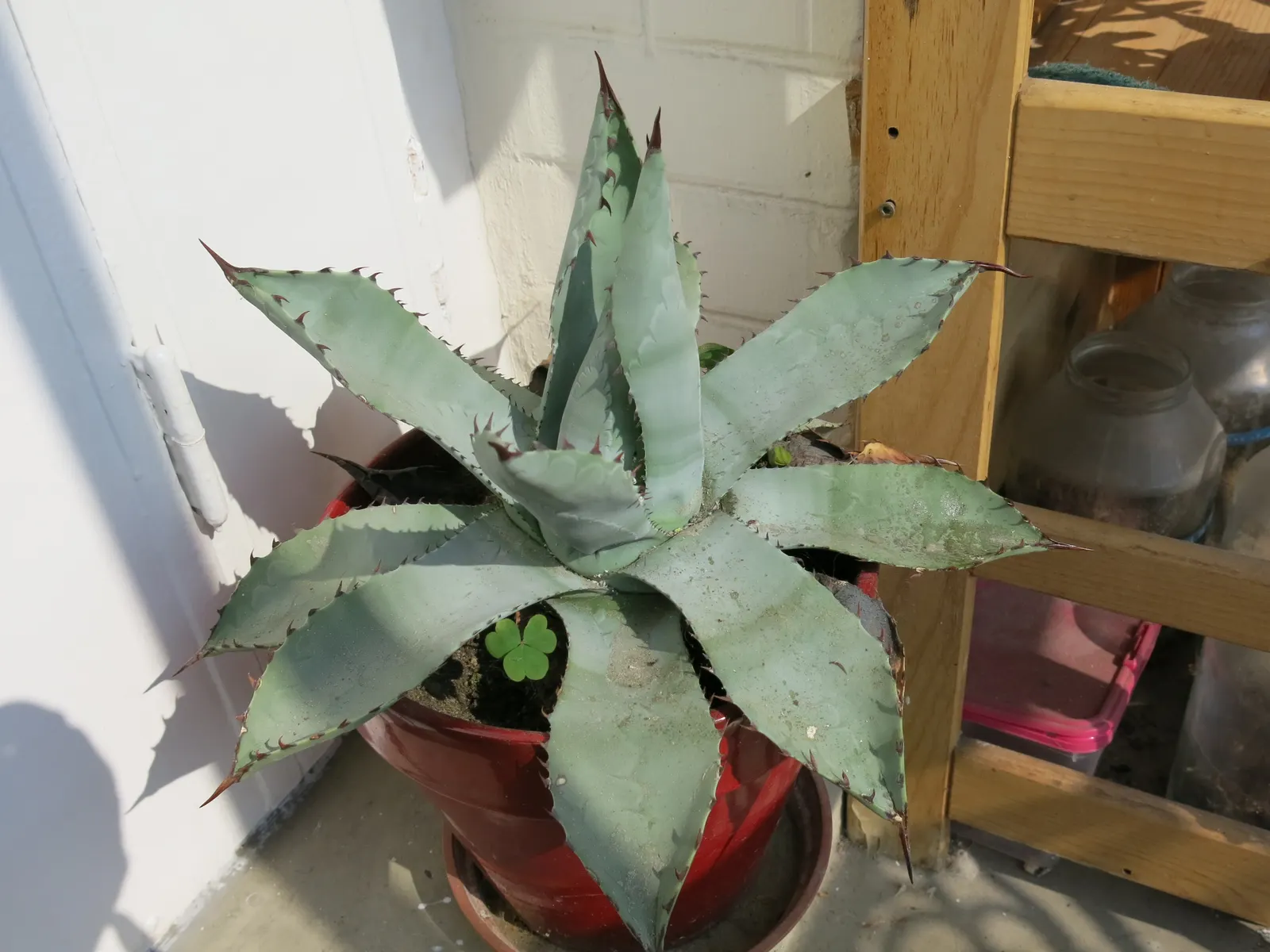 Colorata Agave (Agave Colorata) — often fortifying marginal spine array that adds texture and architectural interest