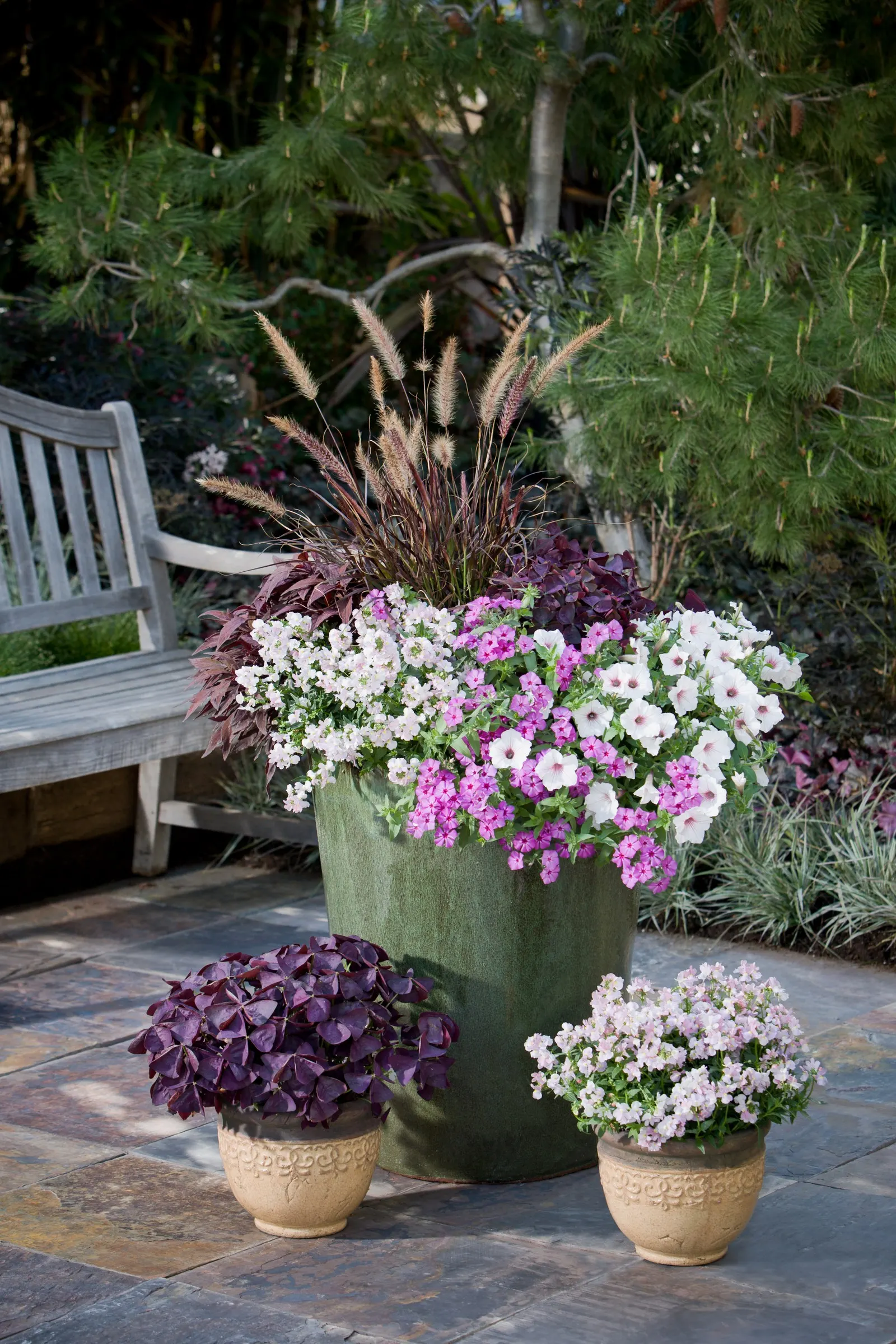 Pink Shades Verbena — They need relatively long days to bloom and are difficult to produce in small container sizes