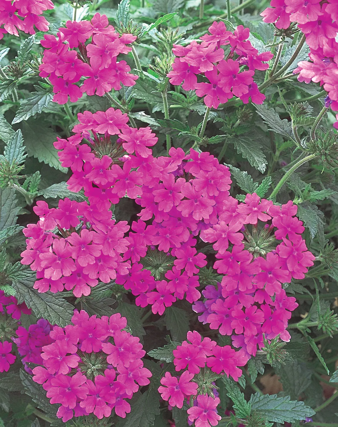 Pink Shades Verbena — I usually give them a very slight trim as I am transplanting to boost branching