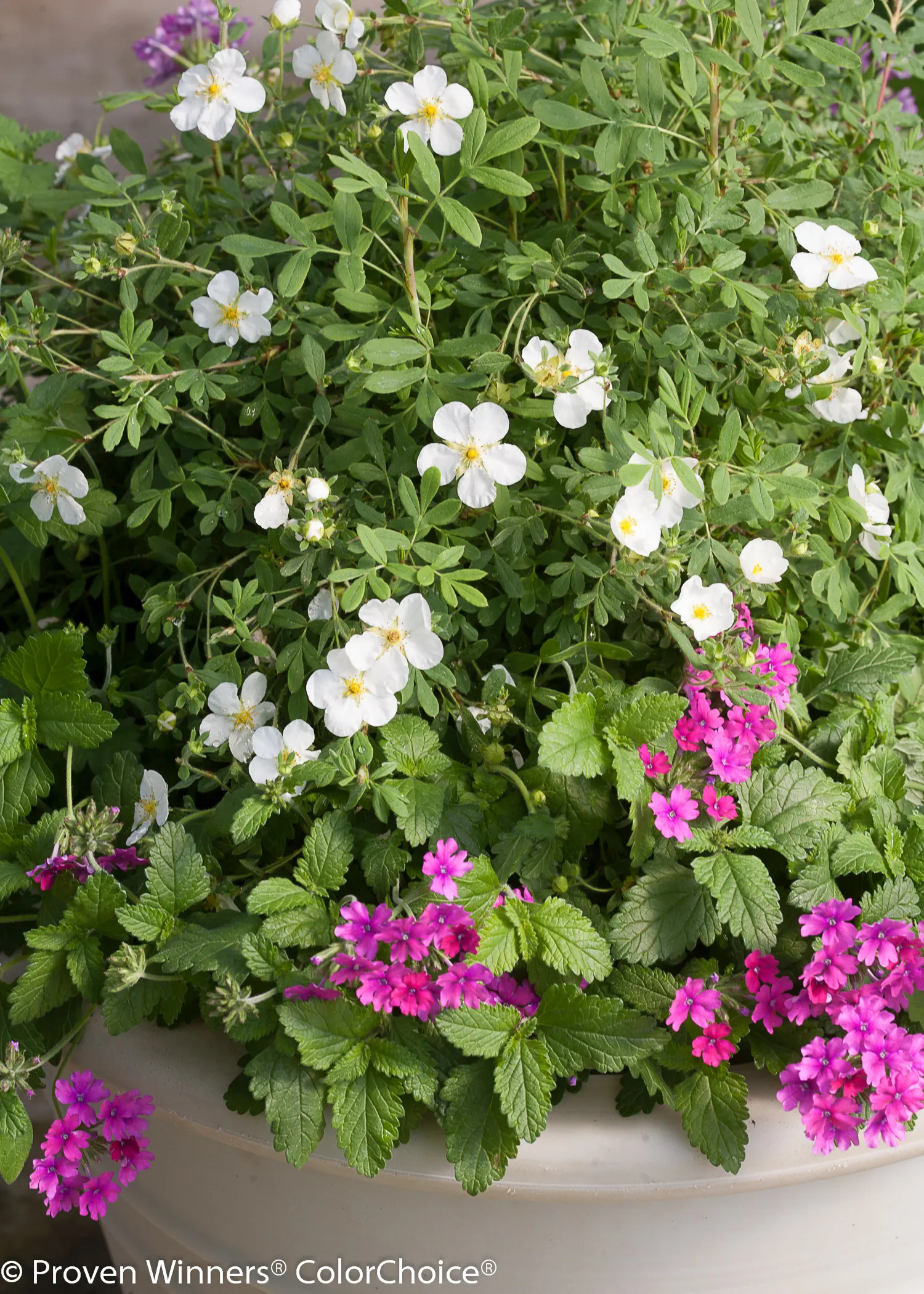 Pink Shades Verbena — While naturally well branched