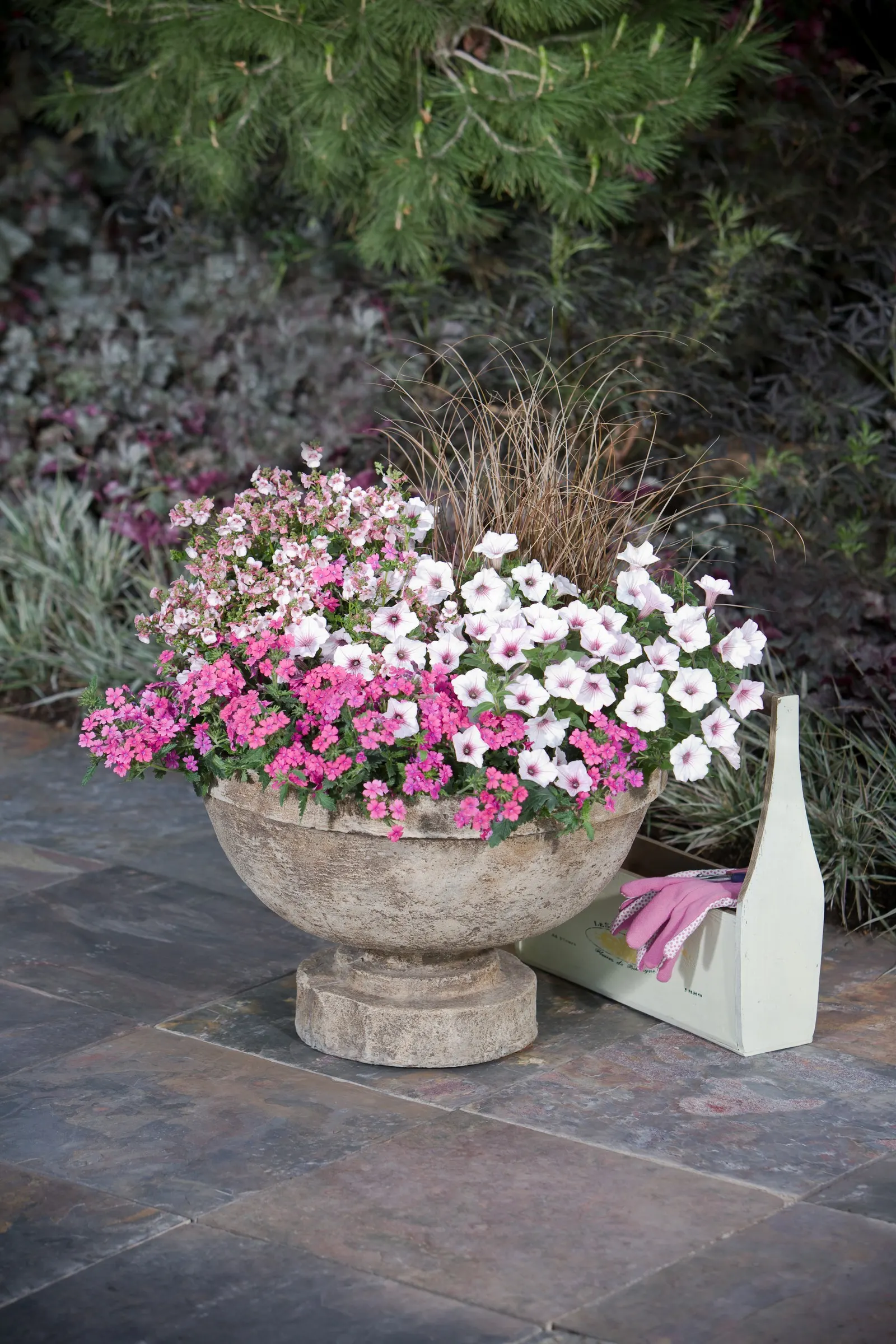 Pink Shades Verbena — Superbena is a great choice .