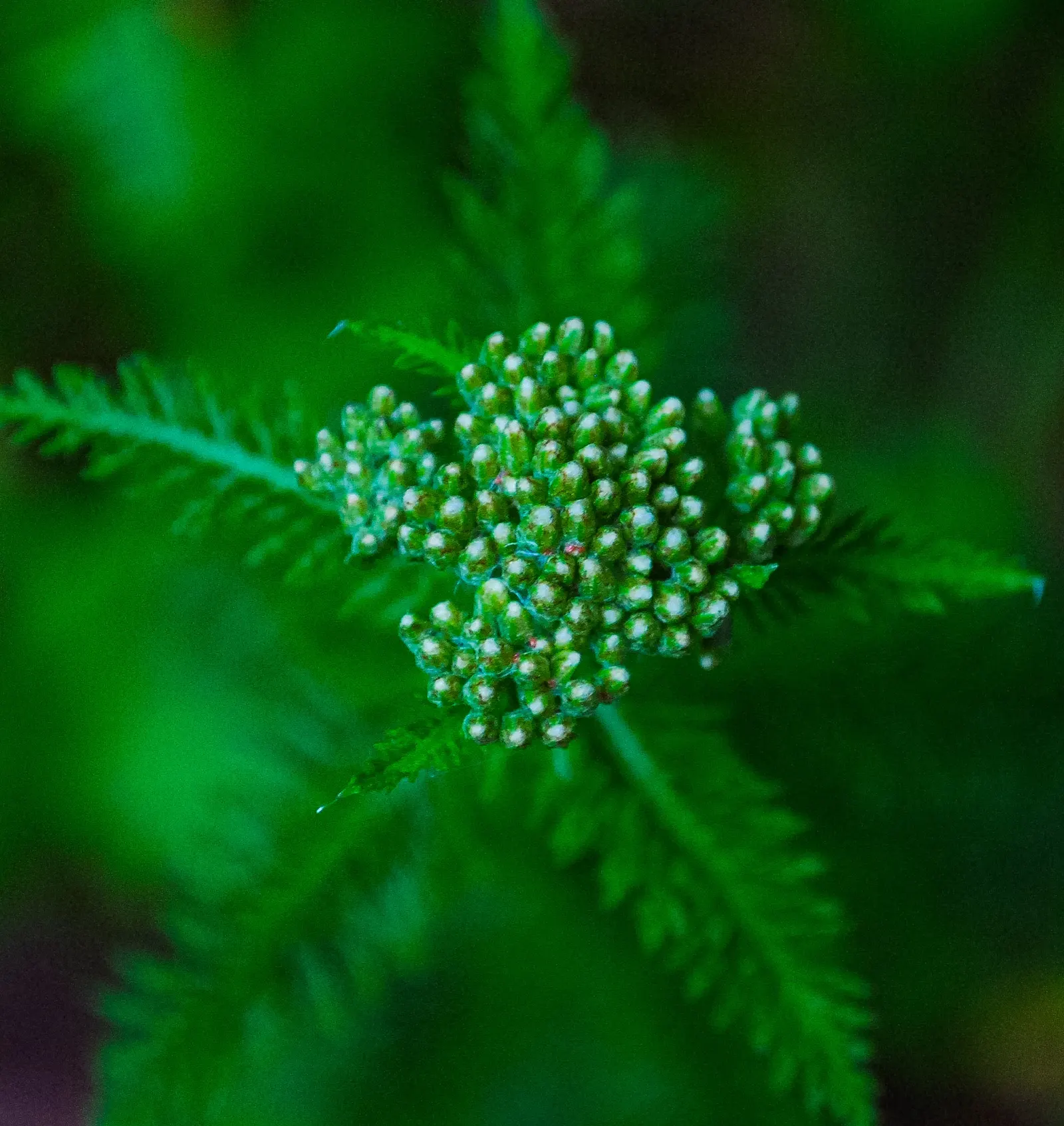 Lake Country Yarrow (Achillea Millefolium 'Lake Country') — commonly known as Lake Country Yarrow
