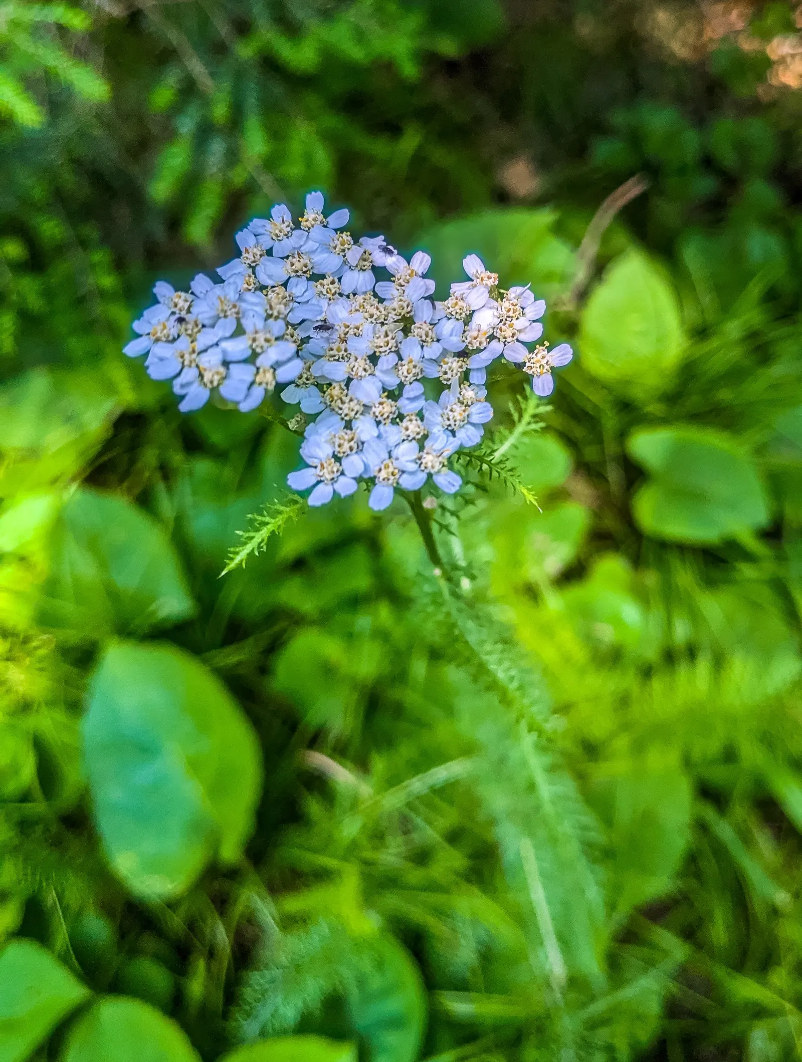 Lake Country Yarrow (Achillea Millefolium 'Lake Country') — It boasts flat clusters of pale pink to white flowers atop stems reaching 2-3 feet high
