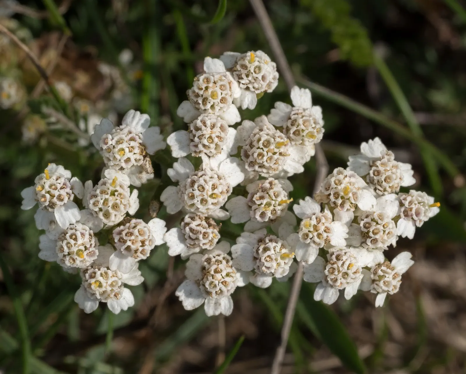 Lake Country Yarrow (Achillea Millefolium 'Lake Country') — ground cover / perennial for full or half