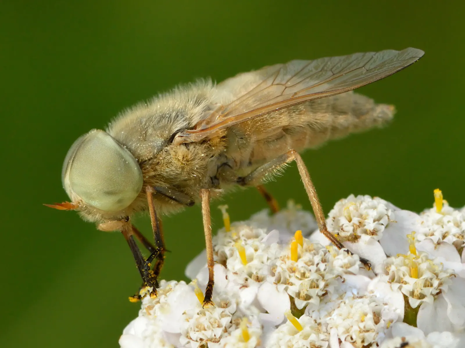 Lake Country Yarrow (Achillea Millefolium 'Lake Country') — consider its drought resistance and carefree nature for mass planting