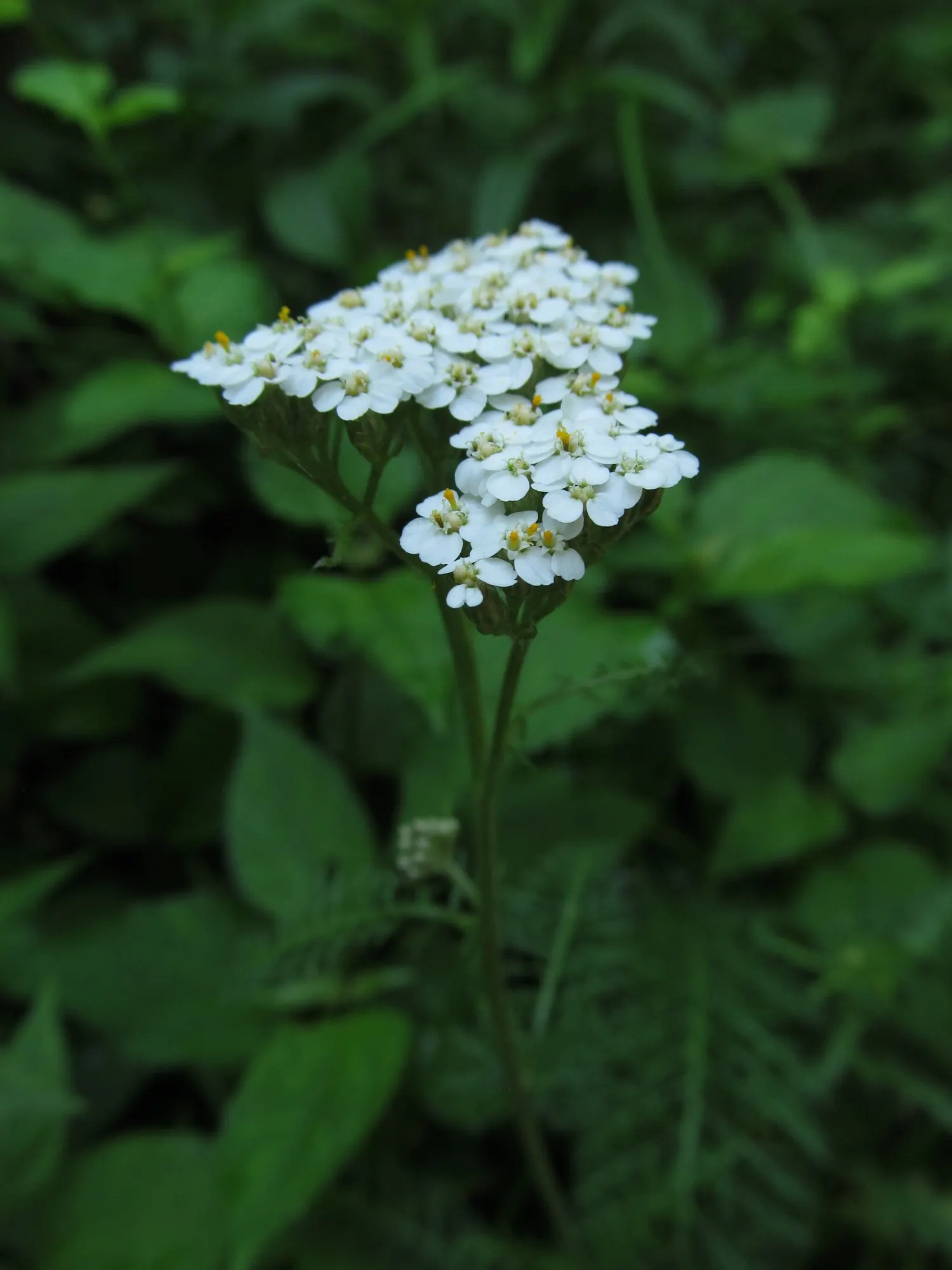 Lake Country Yarrow (Achillea Millefolium 'Lake Country') — Lake County Yarrow reaches a mature height of approximately 2 to 3 feet and spreads around 2 to 3