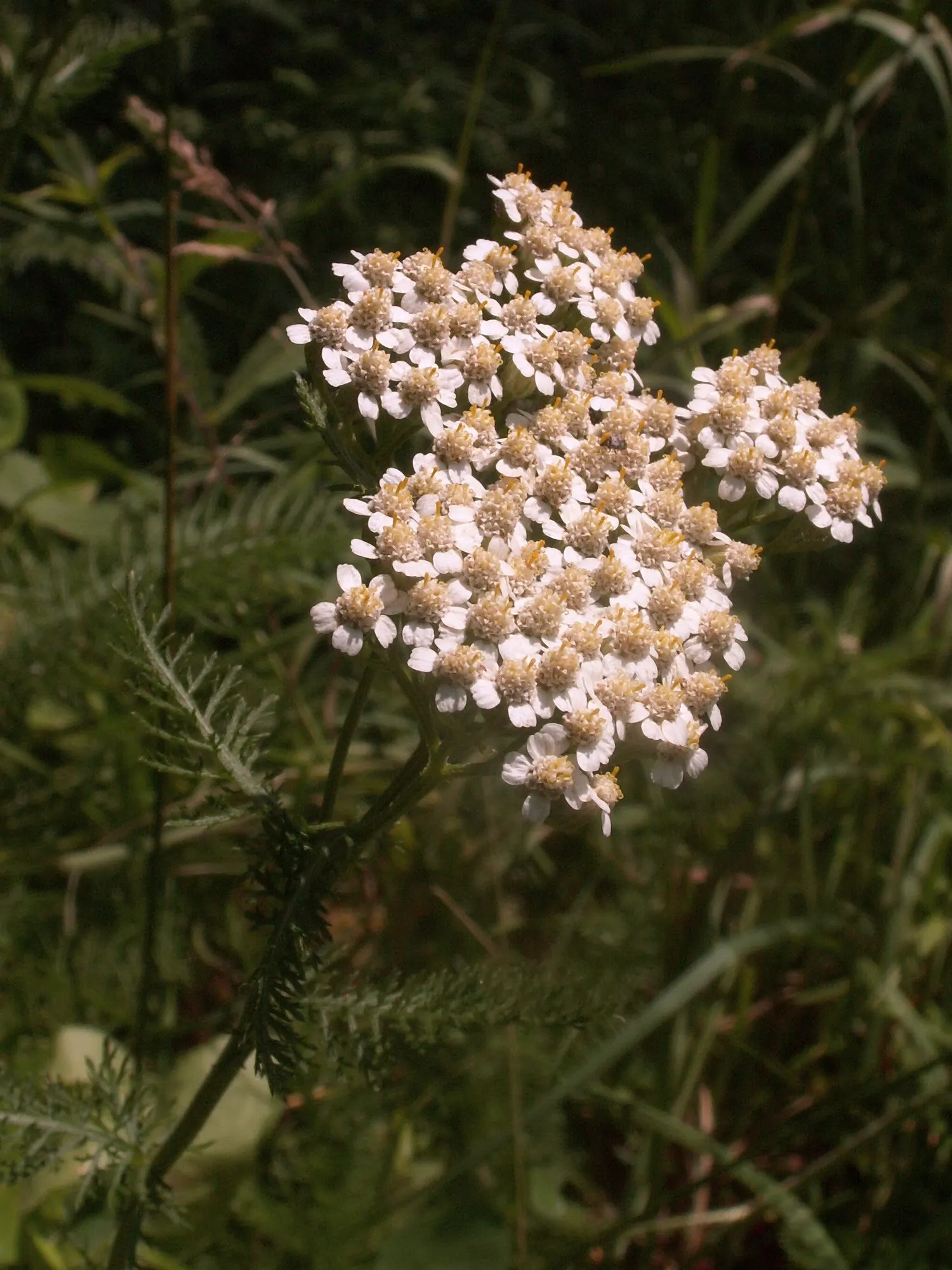 Lake Country Yarrow (Achillea Millefolium 'Lake Country') — Ideal for borders, rock gardens, and naturalized areas