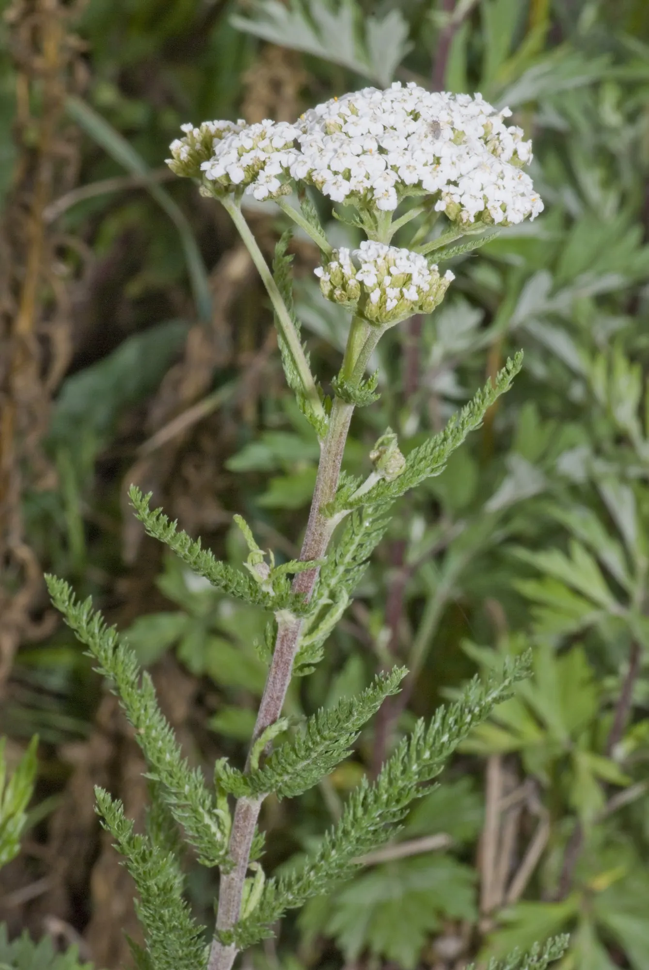 Lake Country Yarrow (Achillea Millefolium 'Lake Country') — When designing with Lake County Yarrow