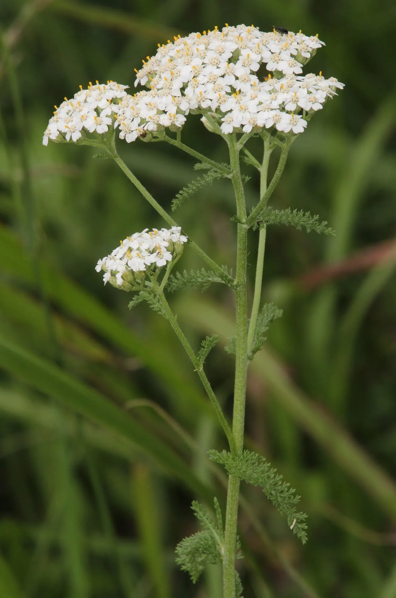 Lake Country Yarrow (Achillea Millefolium 'Lake Country') — Thrives in full sun and well-drained soil