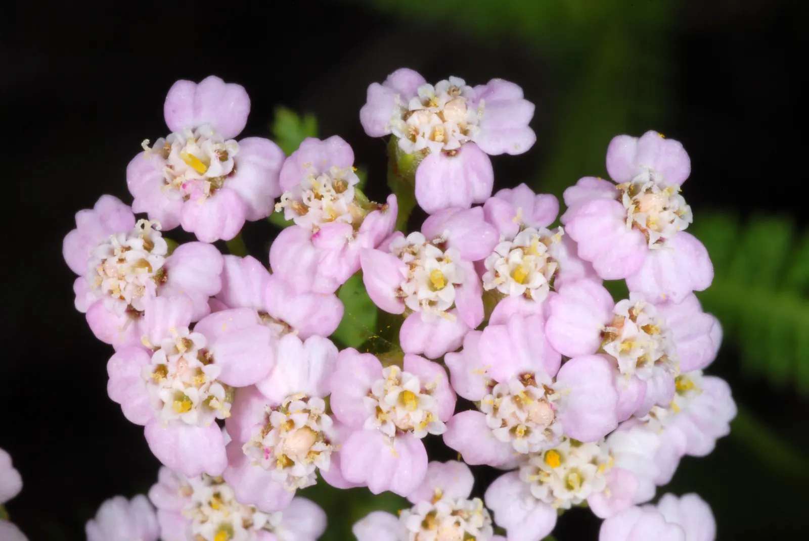 Lake Country Yarrow (Achillea Millefolium 'Lake Country') — thus extending its allure from the garden into the home