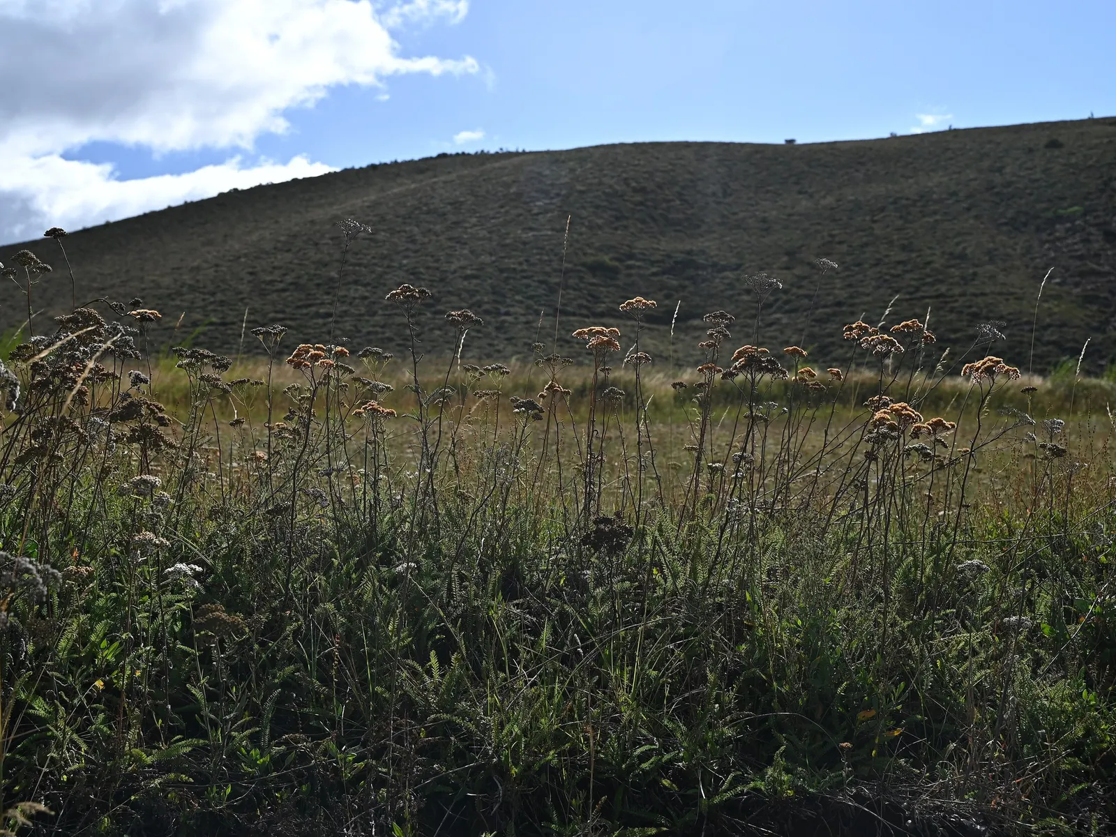 Lake Country Yarrow (Achillea Millefolium 'Lake Country') — It is commendable for its resilience against pests and diseases