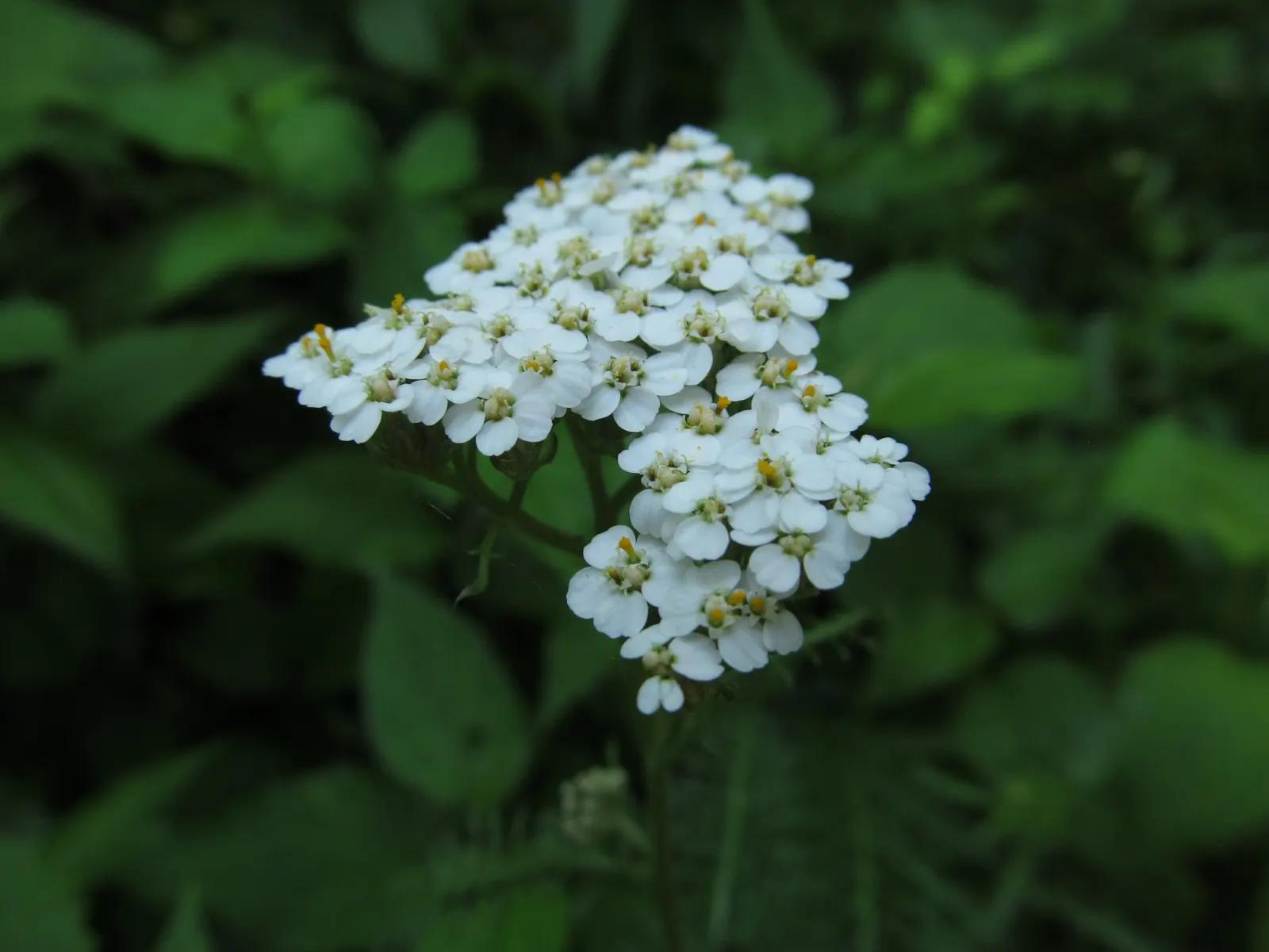 Lake Country Yarrow (Achillea Millefolium 'Lake Country') — With minimal watering requirements once established and an ability to handle moderate foot traffic