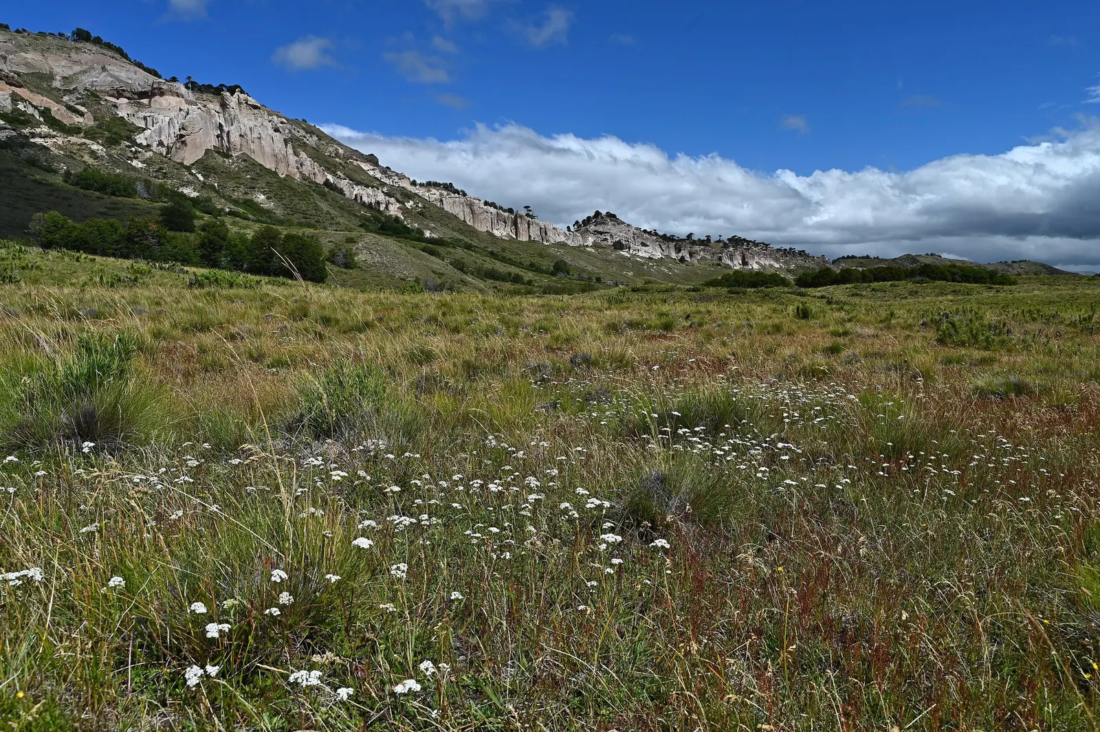 Lake Country Yarrow (Achillea Millefolium 'Lake Country') — though it prefers well-draining soil