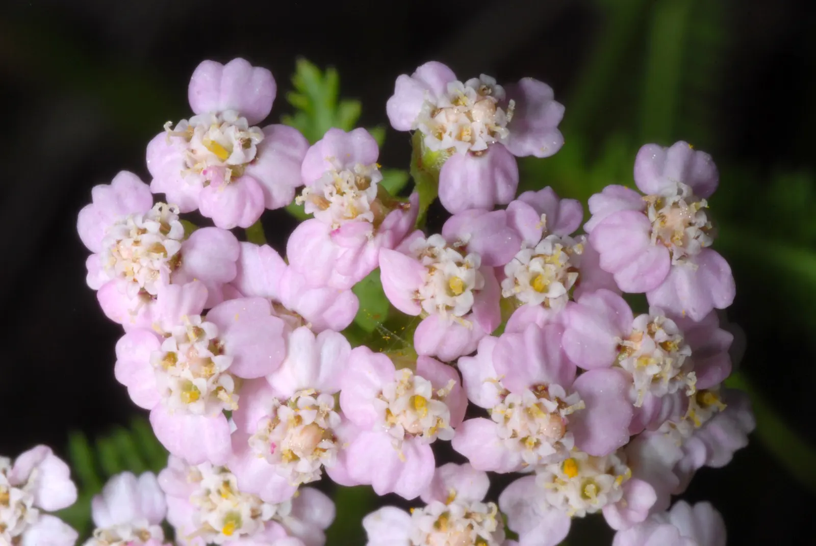 Lake Country Yarrow (Achillea Millefolium 'Lake Country') — its cut flowers make excellent fresh or dried floral arrangements