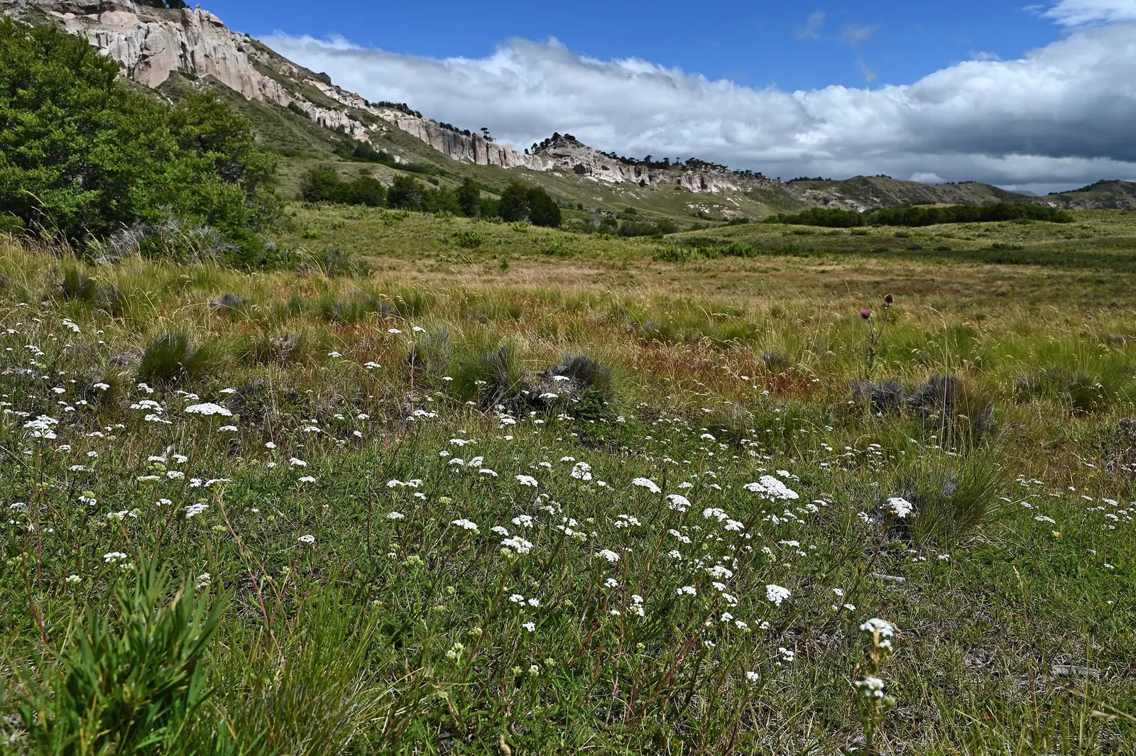 Lake Country Yarrow (Achillea Millefolium 'Lake Country') — ground cover / perennial with white blooms