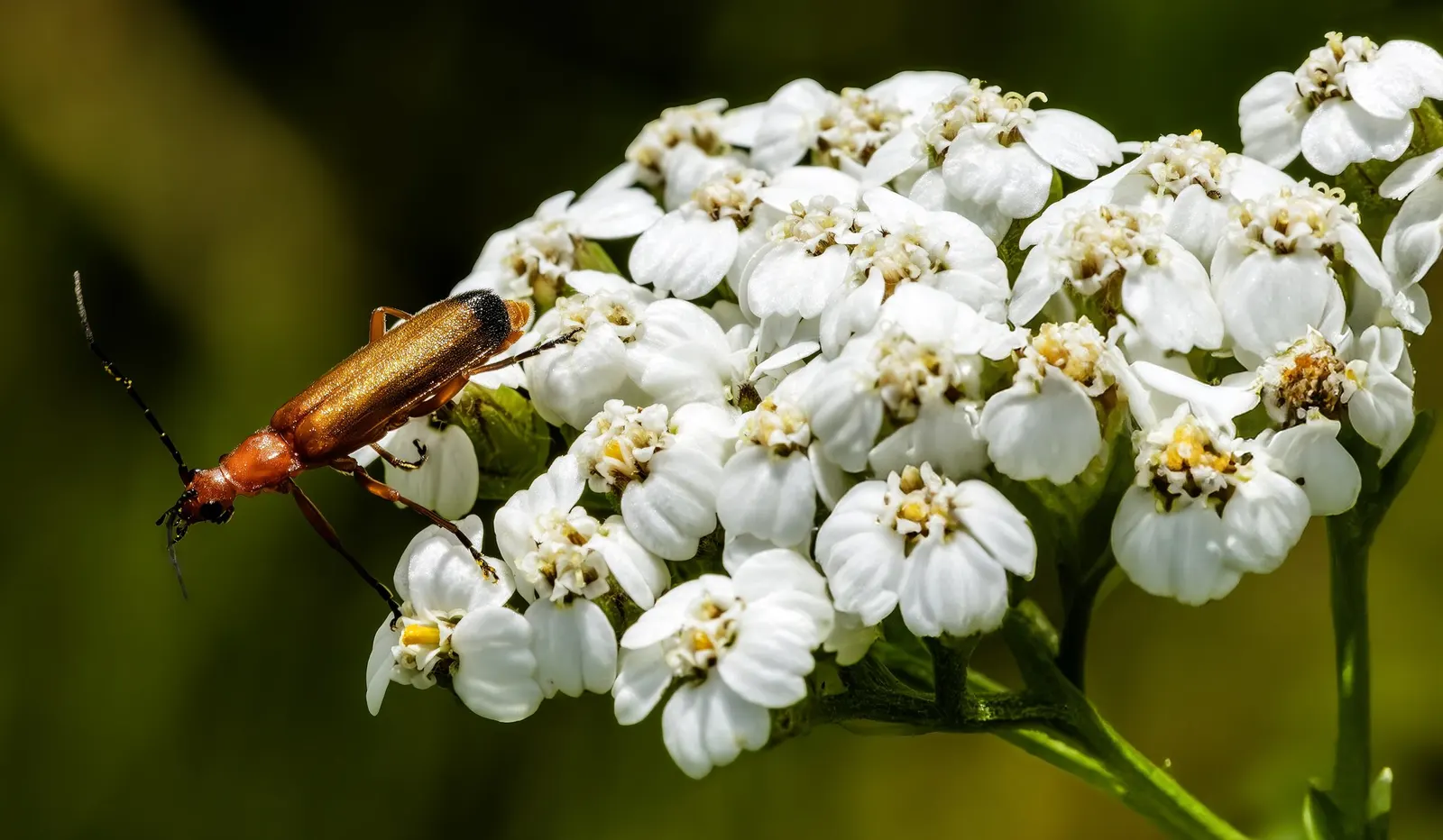 Lake Country Yarrow (Achillea Millefolium 'Lake Country') — dainty flowers that present a range of colors from white to soft pink