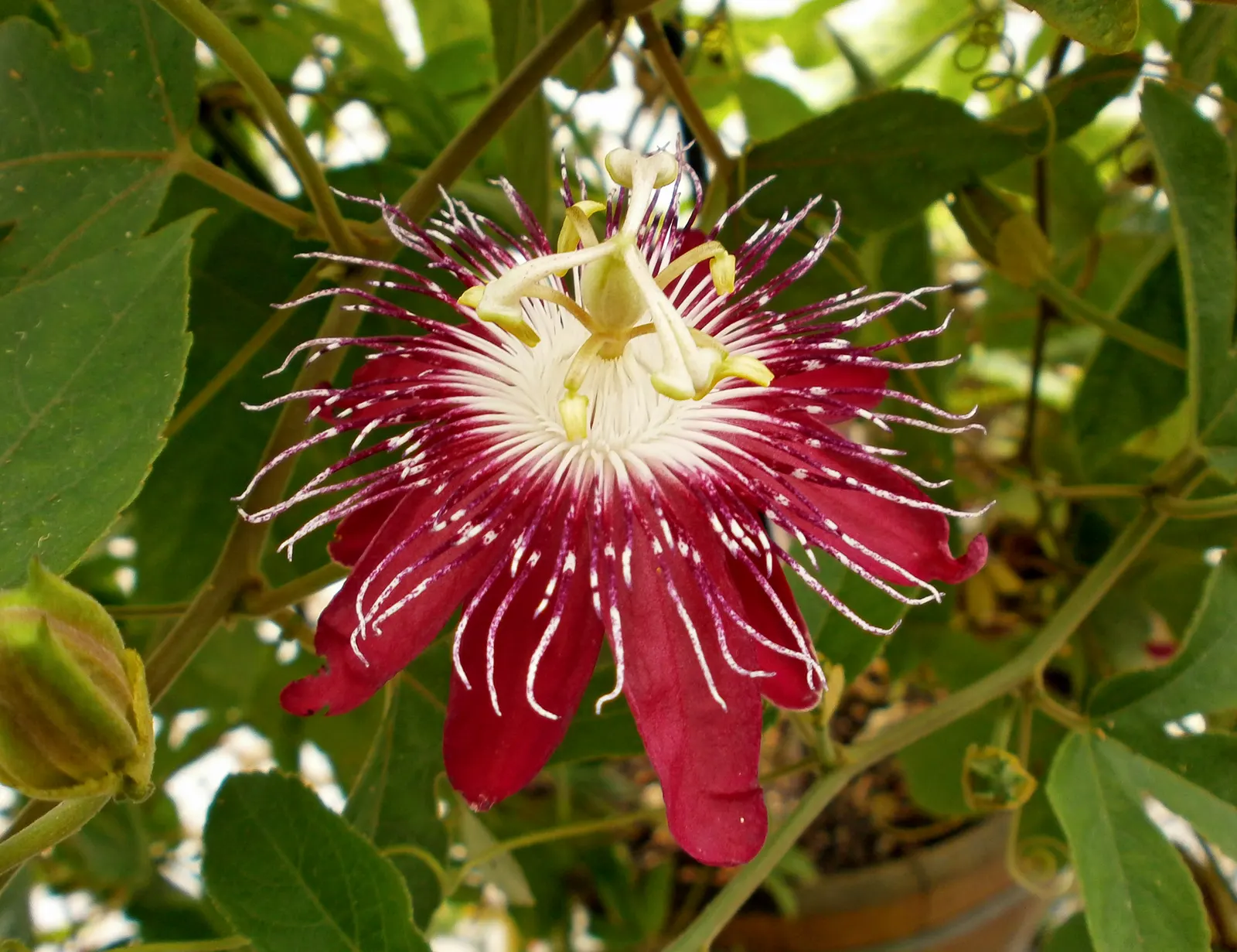 Lady Margaret Passion Vine (Passiflora X 'Lady Margaret') — Its rapid growth and showy
