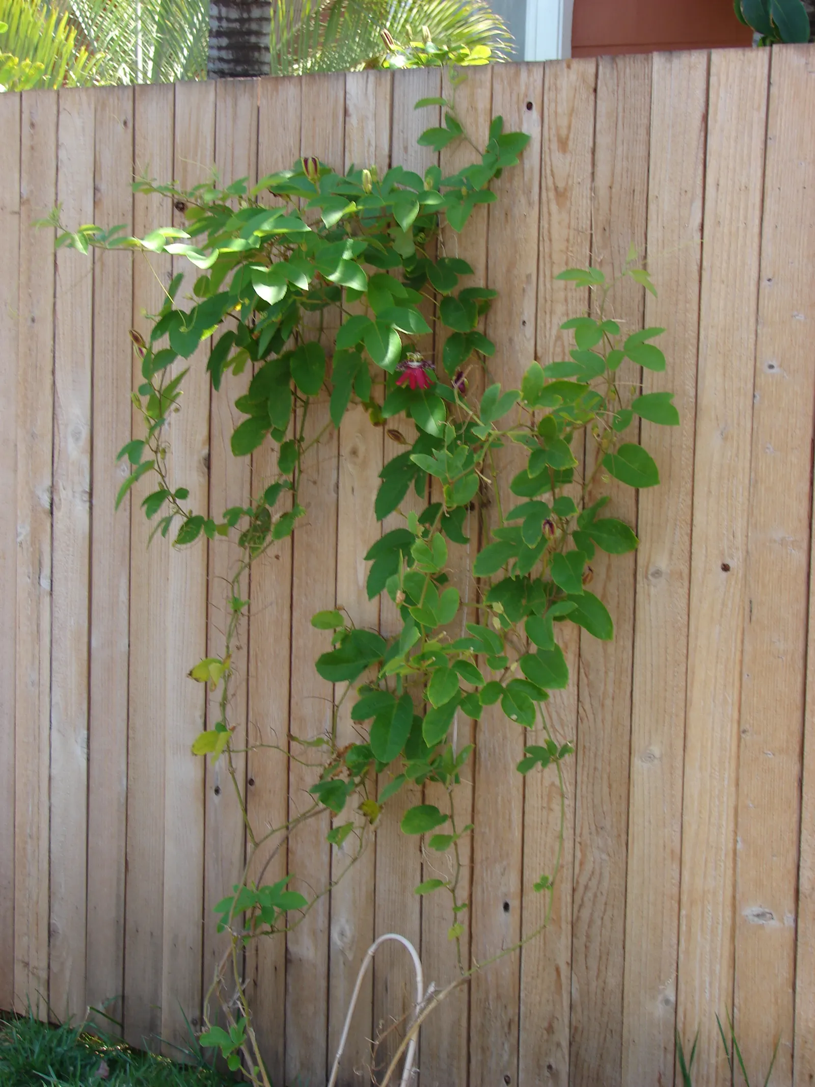 Lady Margaret Passion Vine (Passiflora X 'Lady Margaret') — Thriving in zones 9-11, it reaches 6-8 feet high and 3-5 feet wide