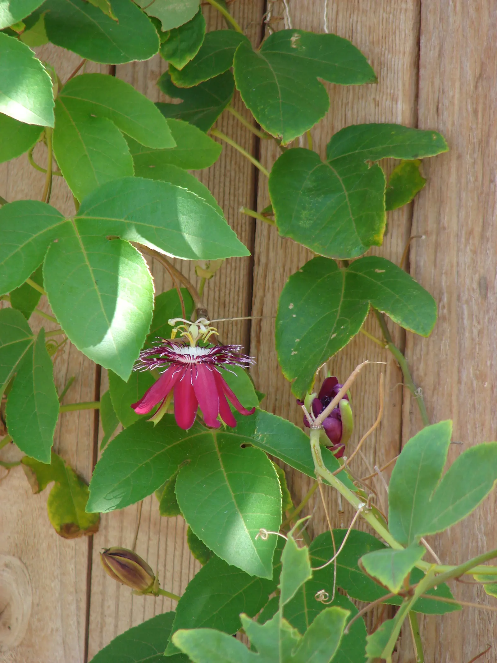 Lady Margaret Passion Vine (Passiflora X 'Lady Margaret') — It requires full sun to partial shade and well-drained soil