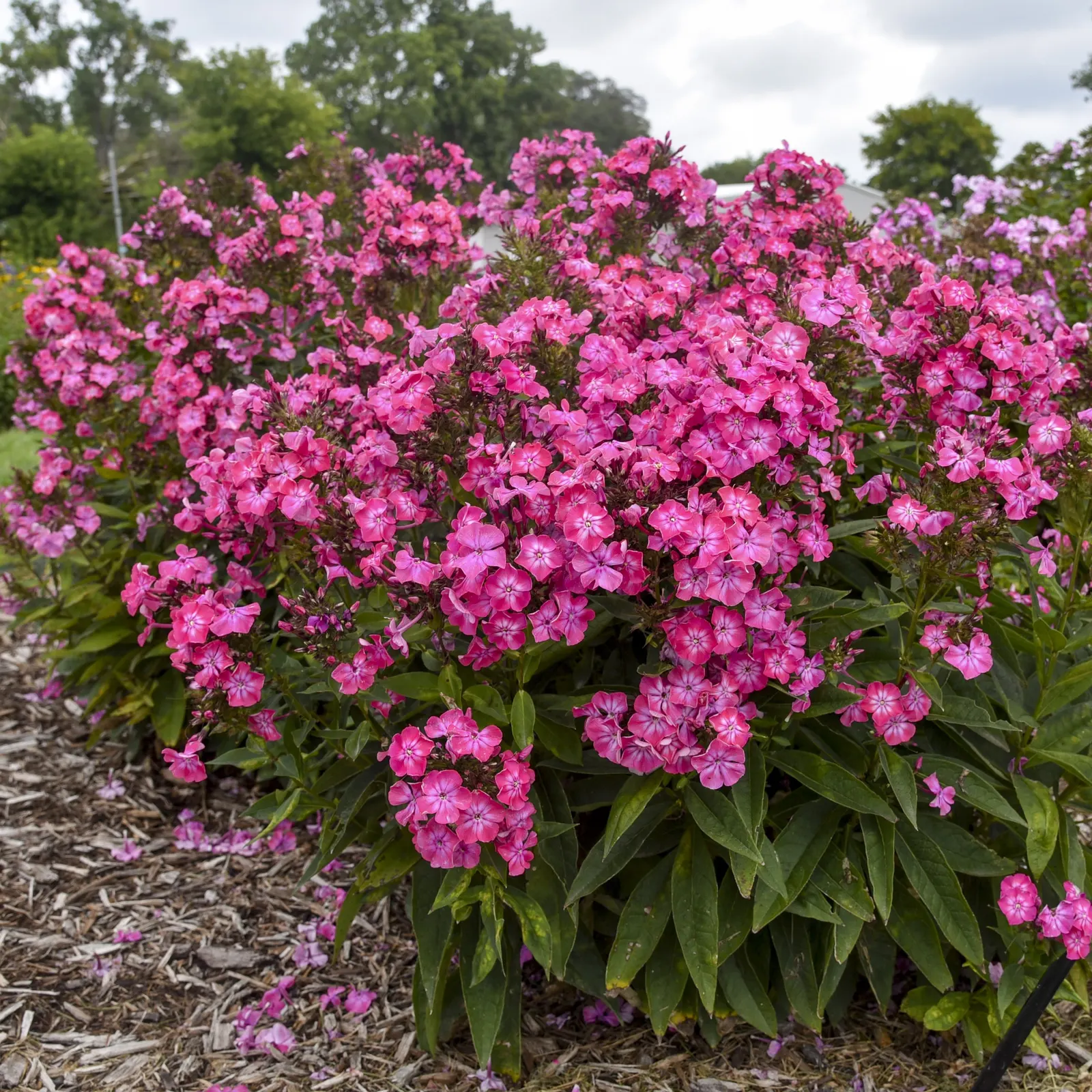 'Pink Lightning' Tall Garden Phlox (Phlox paniculata) — It grows 30-36 inches tall and 24-30 inches wide, blooming from summer into fall