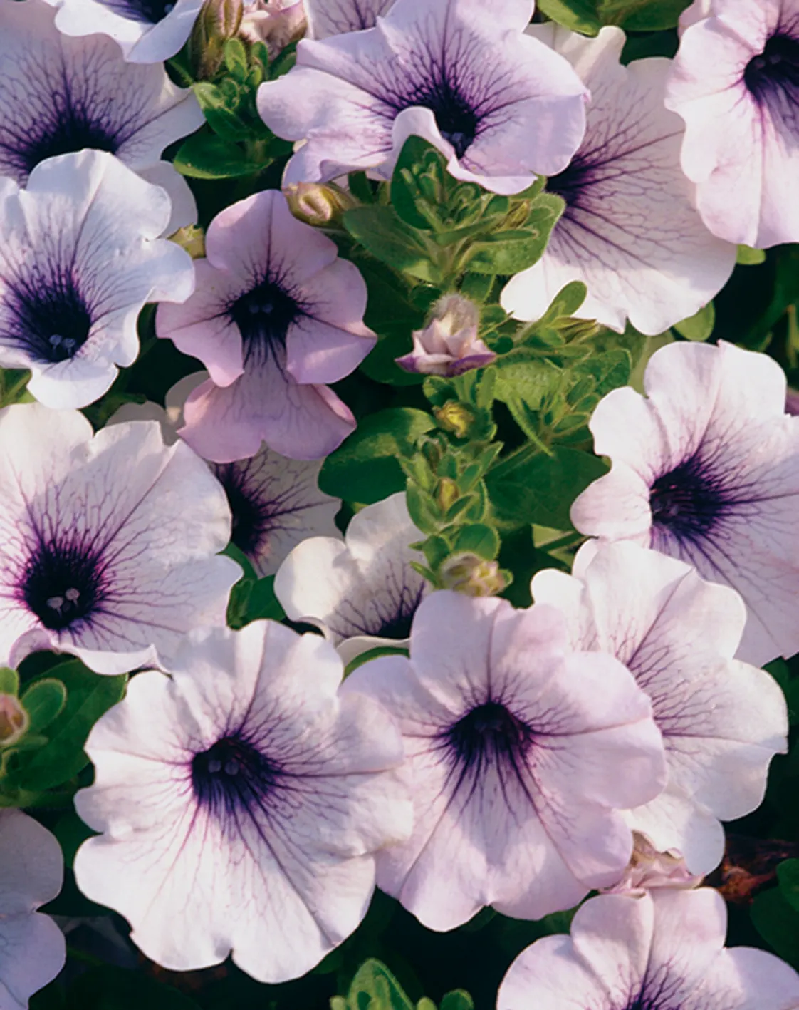 Blue Veined Petunia — If you have a very long season