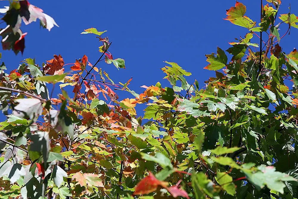 October Glory Red Maple (Acer Rubrum 'October Glory') — showcasing vibrant shades of red and orange
