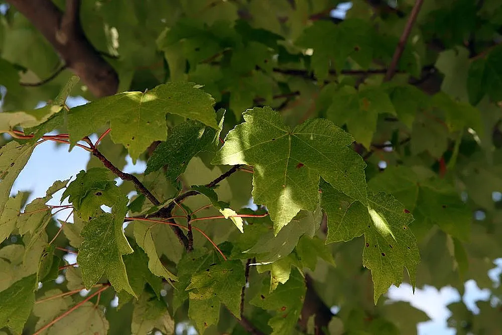 October Glory Red Maple (Acer Rubrum 'October Glory') — casting a generous shade under its rounded to oval crown.<br><br>Ideal for USDA Hardiness Zones 4