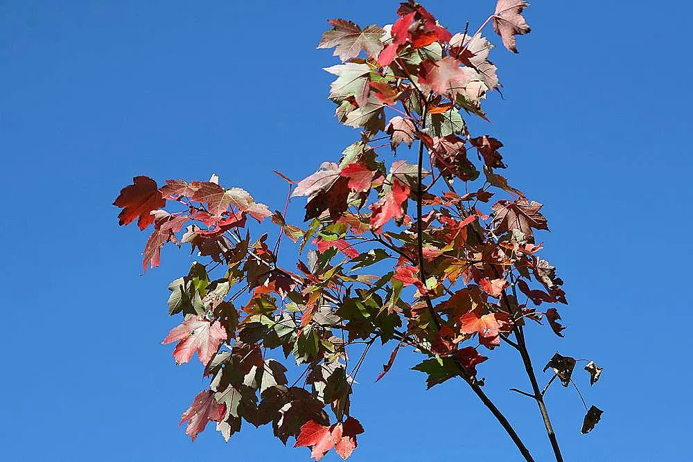 October Glory Red Maple (Acer Rubrum 'October Glory') — Adaptable to various soils, it offers year-round interest, particularly in USDA zones 4-9