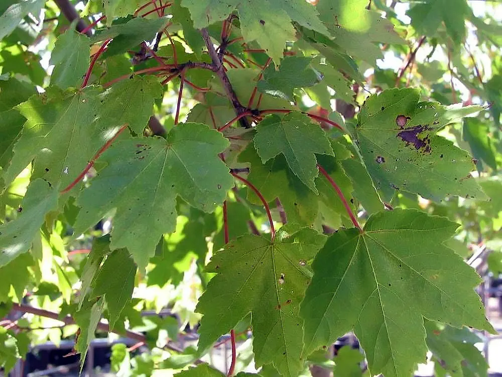 October Glory Red Maple (Acer Rubrum 'October Glory') — Mature specimens reach up to 40-50 feet in height with a 25-35 foot spread